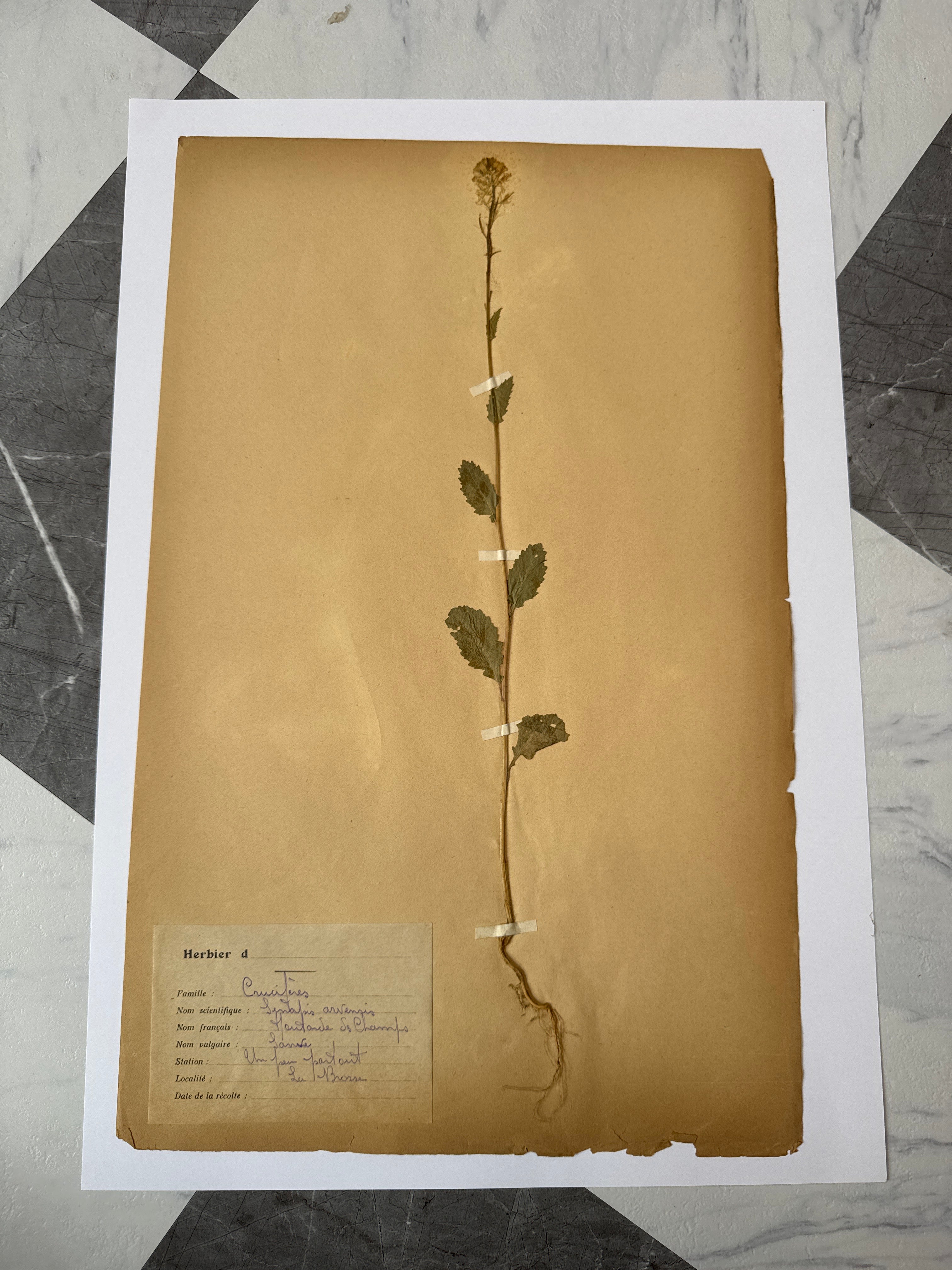 Herbarium Cr 3