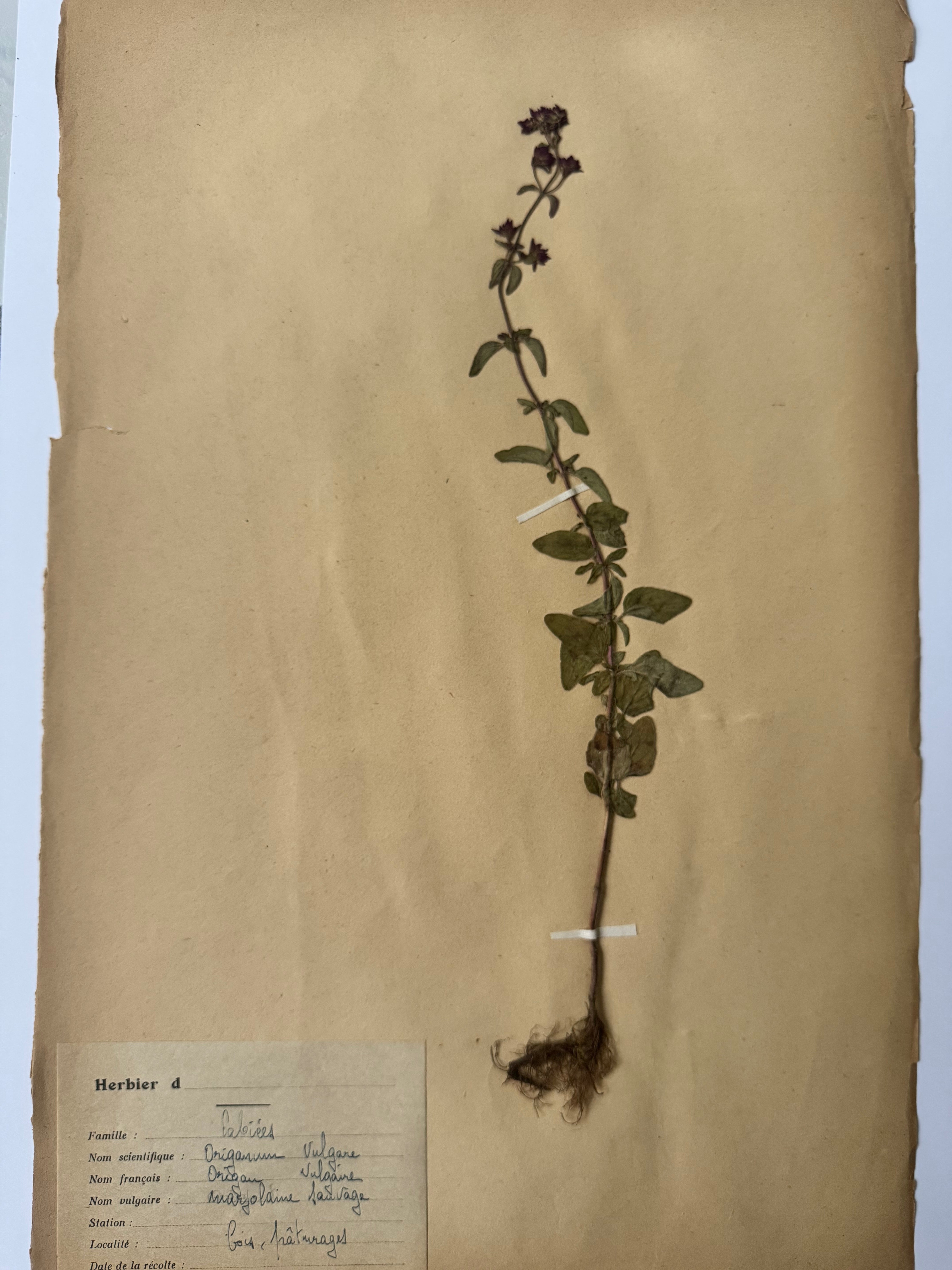 Labiée 1: maryjolaine sauvage -oregano