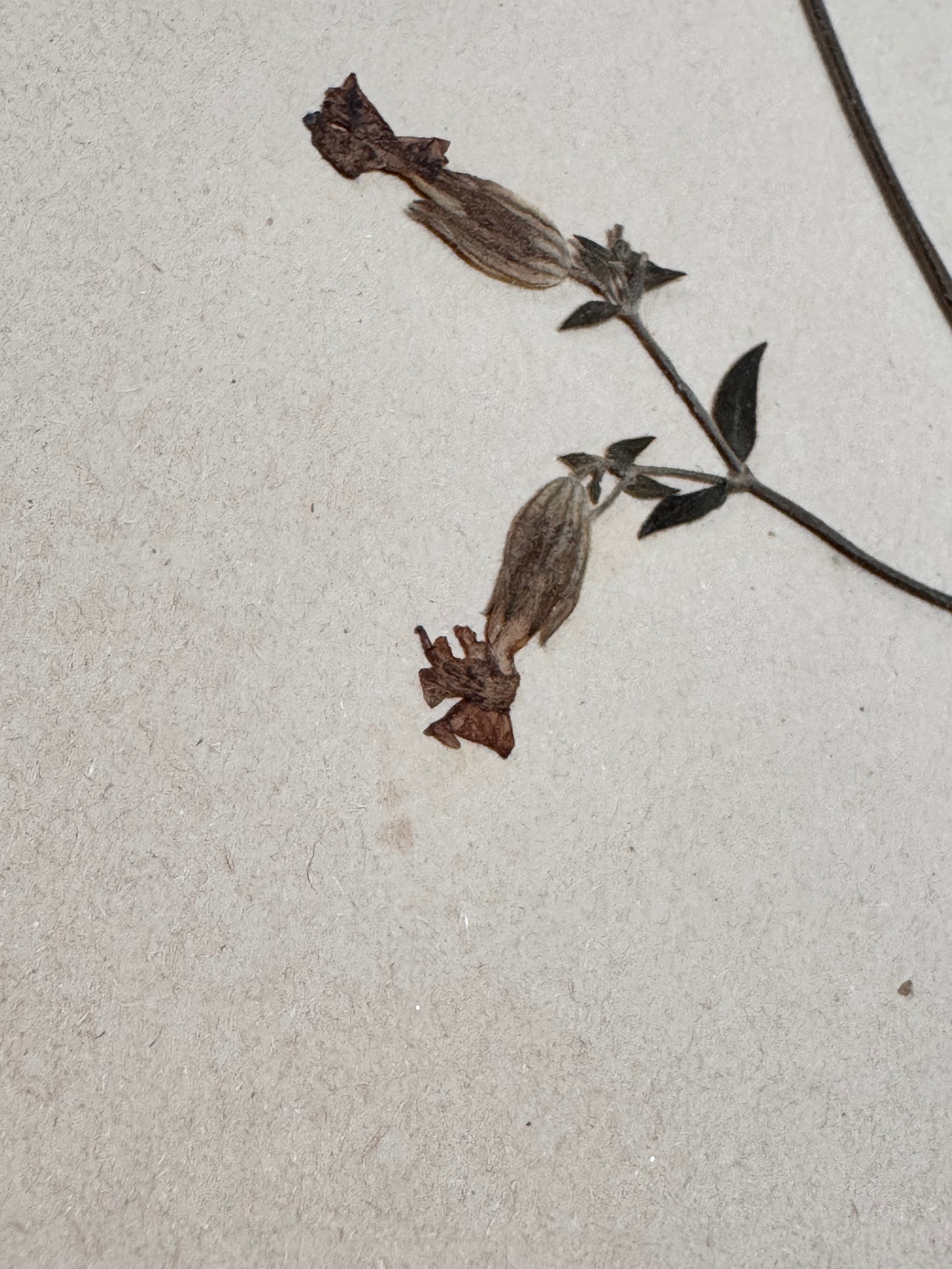 Herbarium Car 2