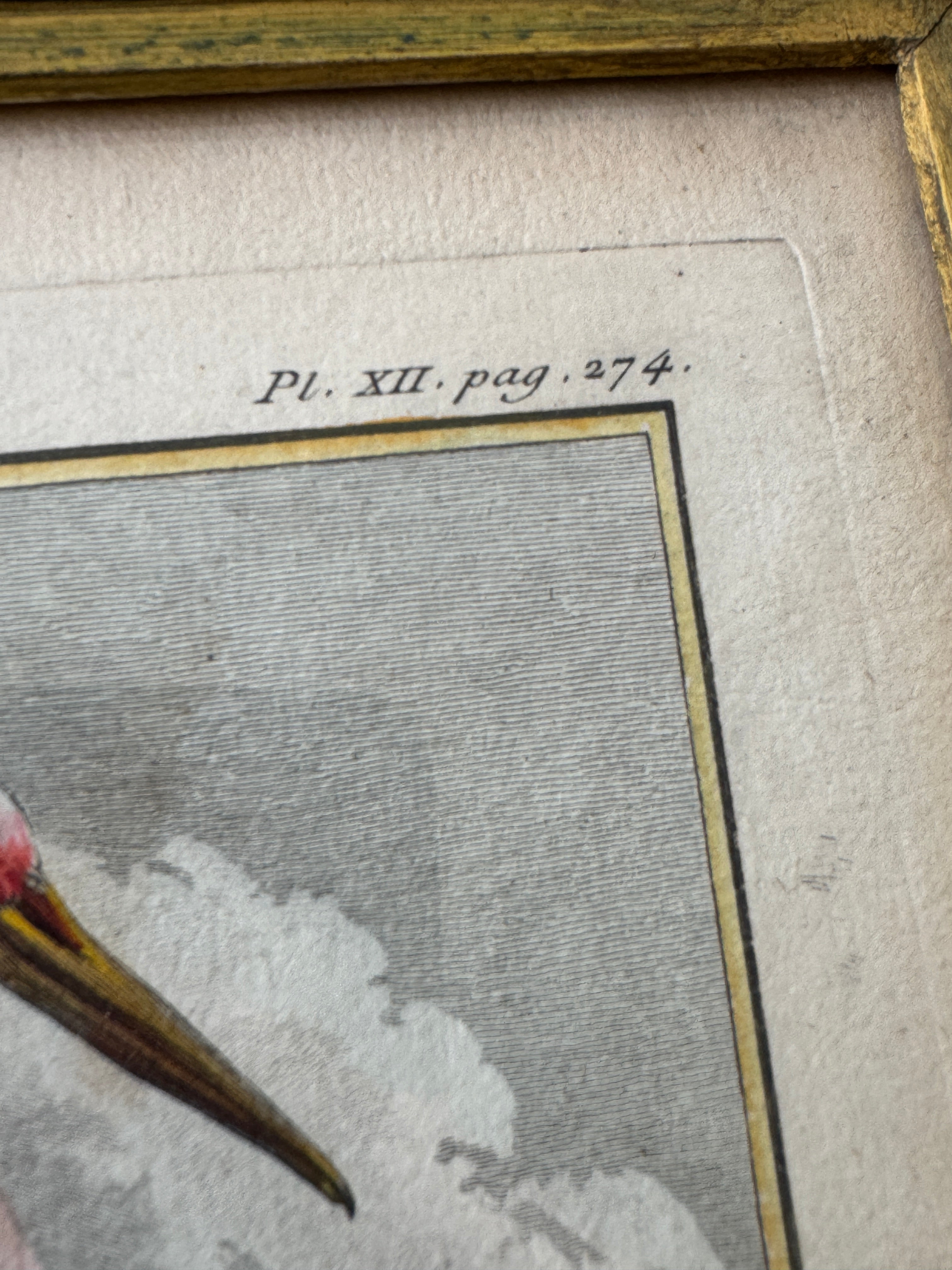 Antique French de Buffon Bird Engraving, La Cigogne, Hand Colored, 18th Century