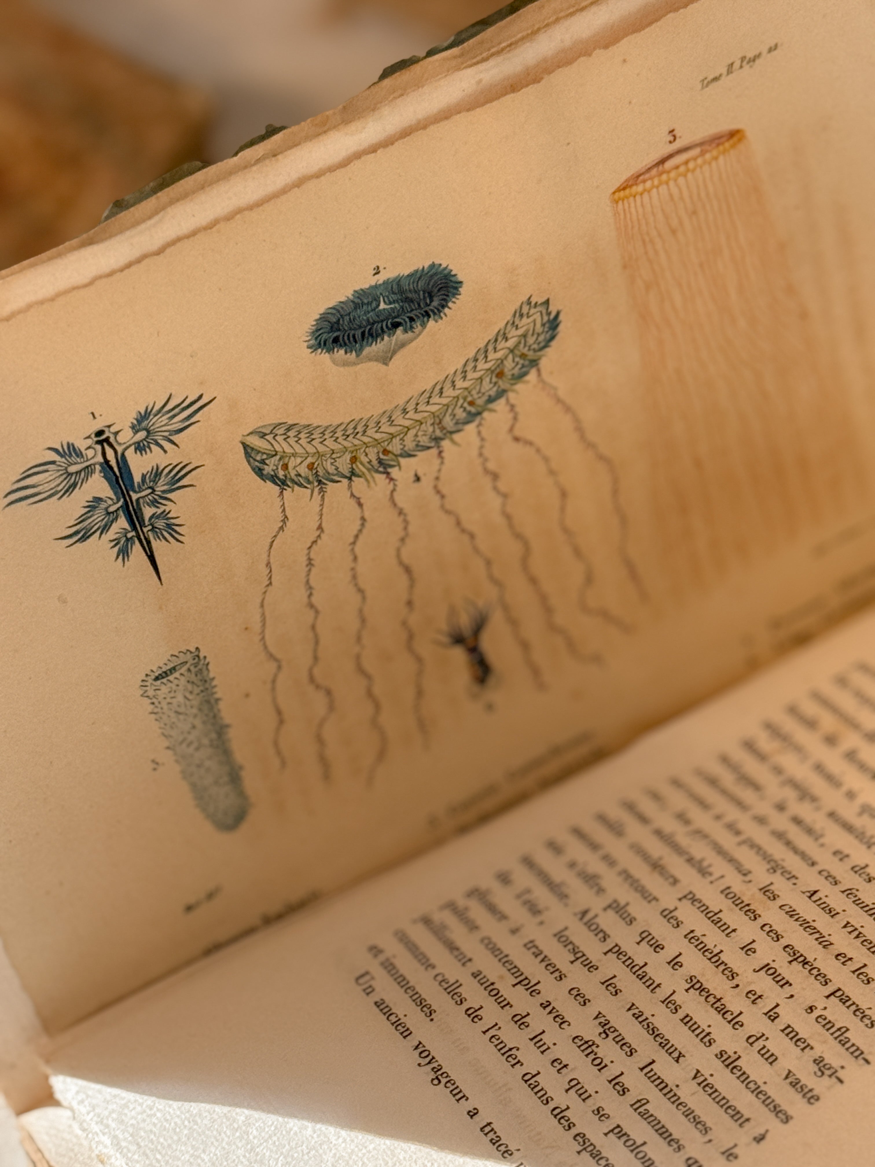 Antique French Natural History Book with Hand-Colored Plates, Lettres à Sophie, Paris 1822