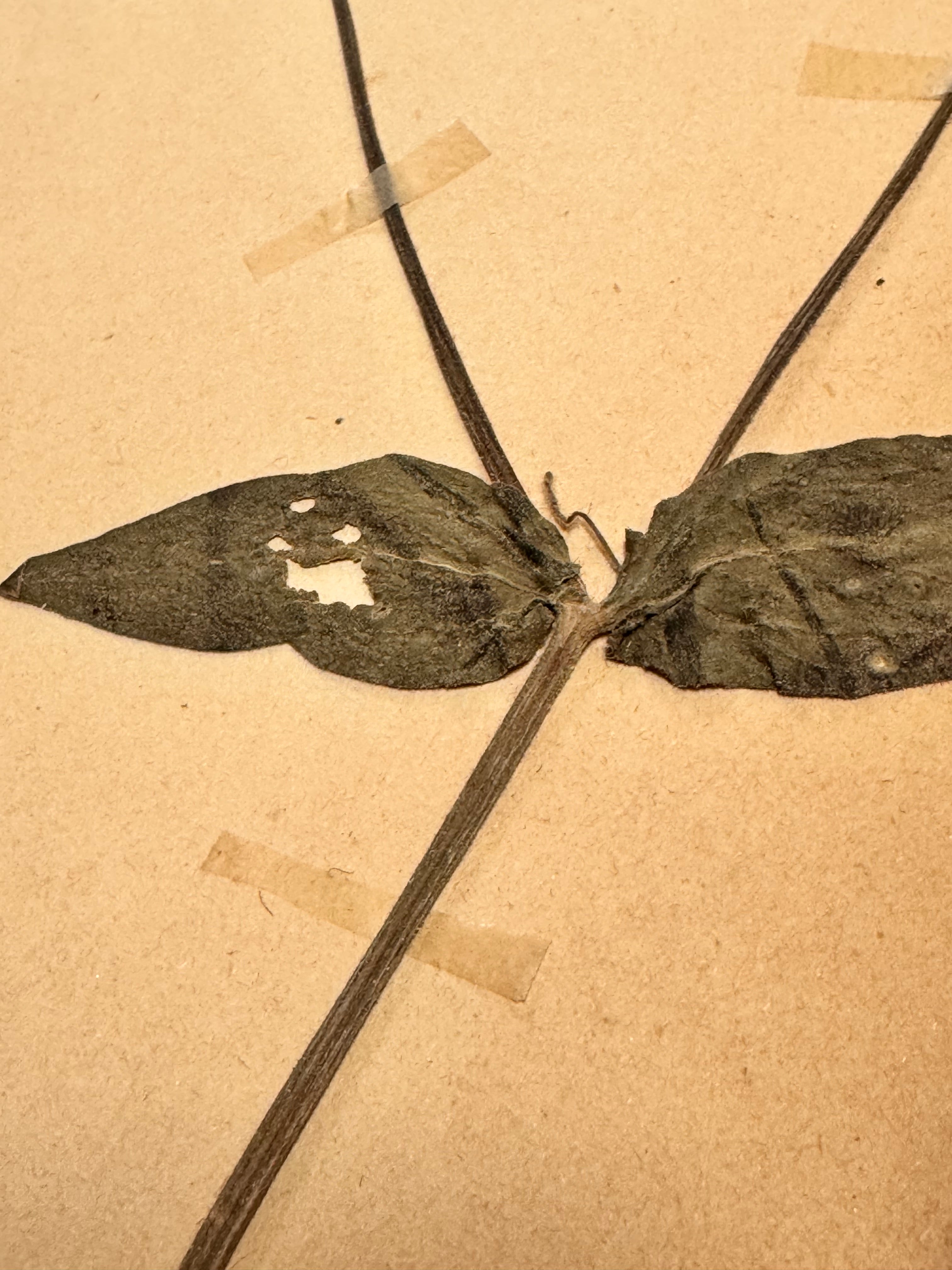 Herbarium Car 2