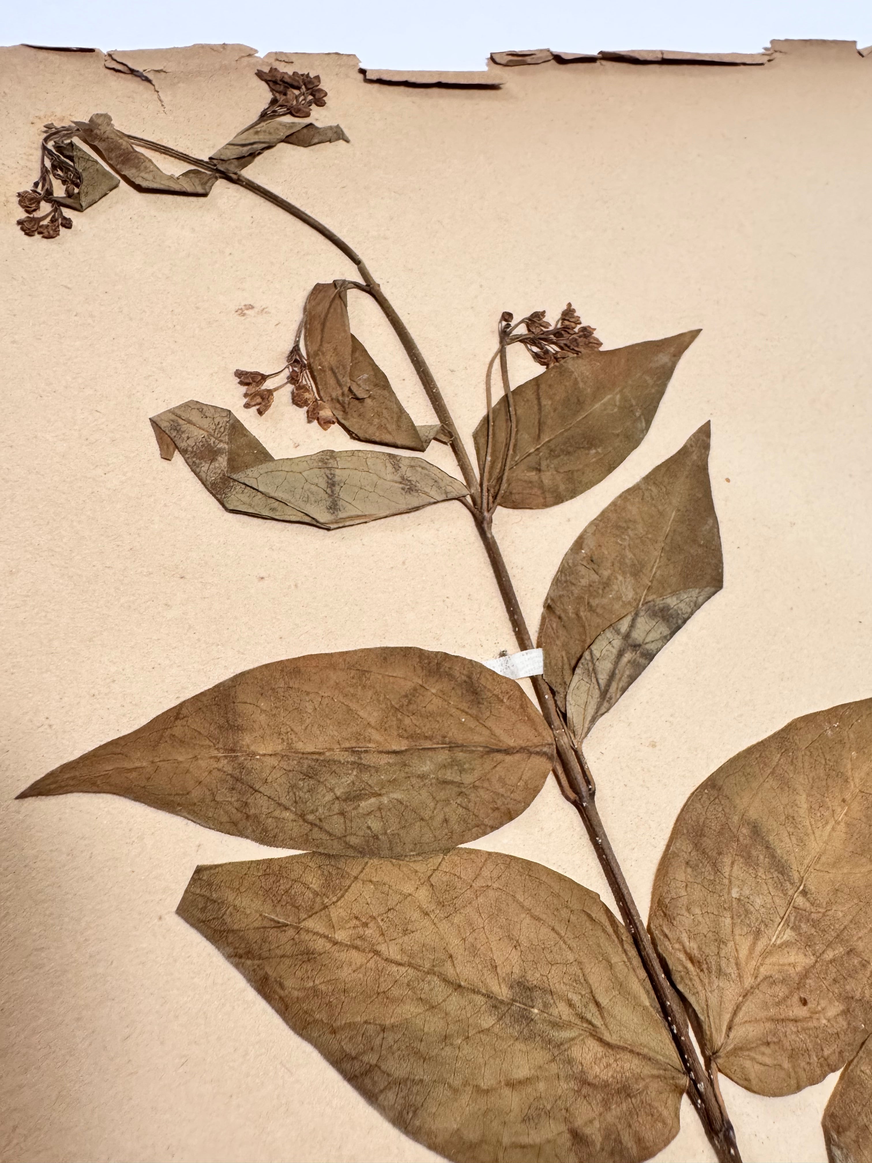 Herbarium Asc 1