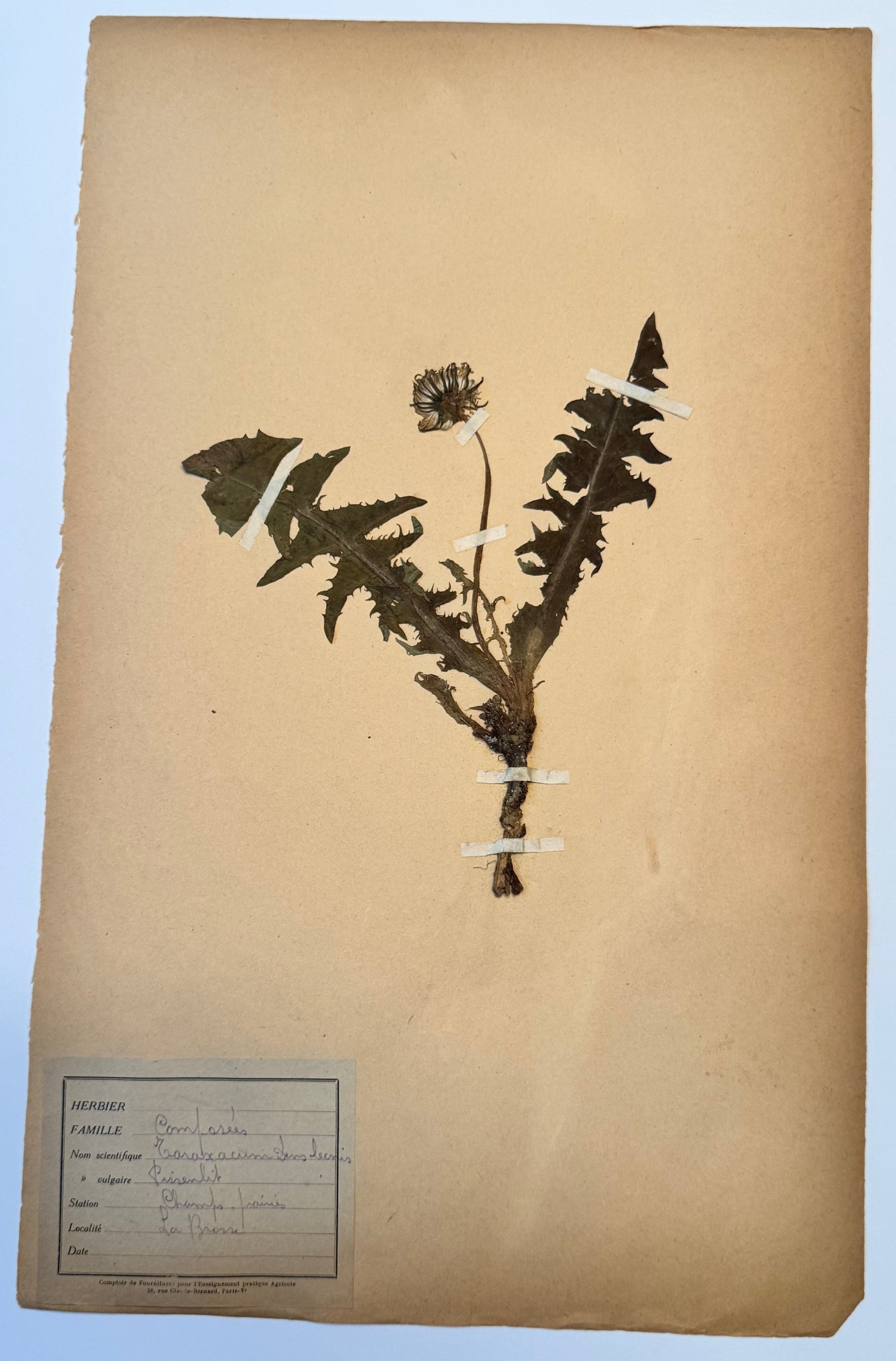 Composée 11