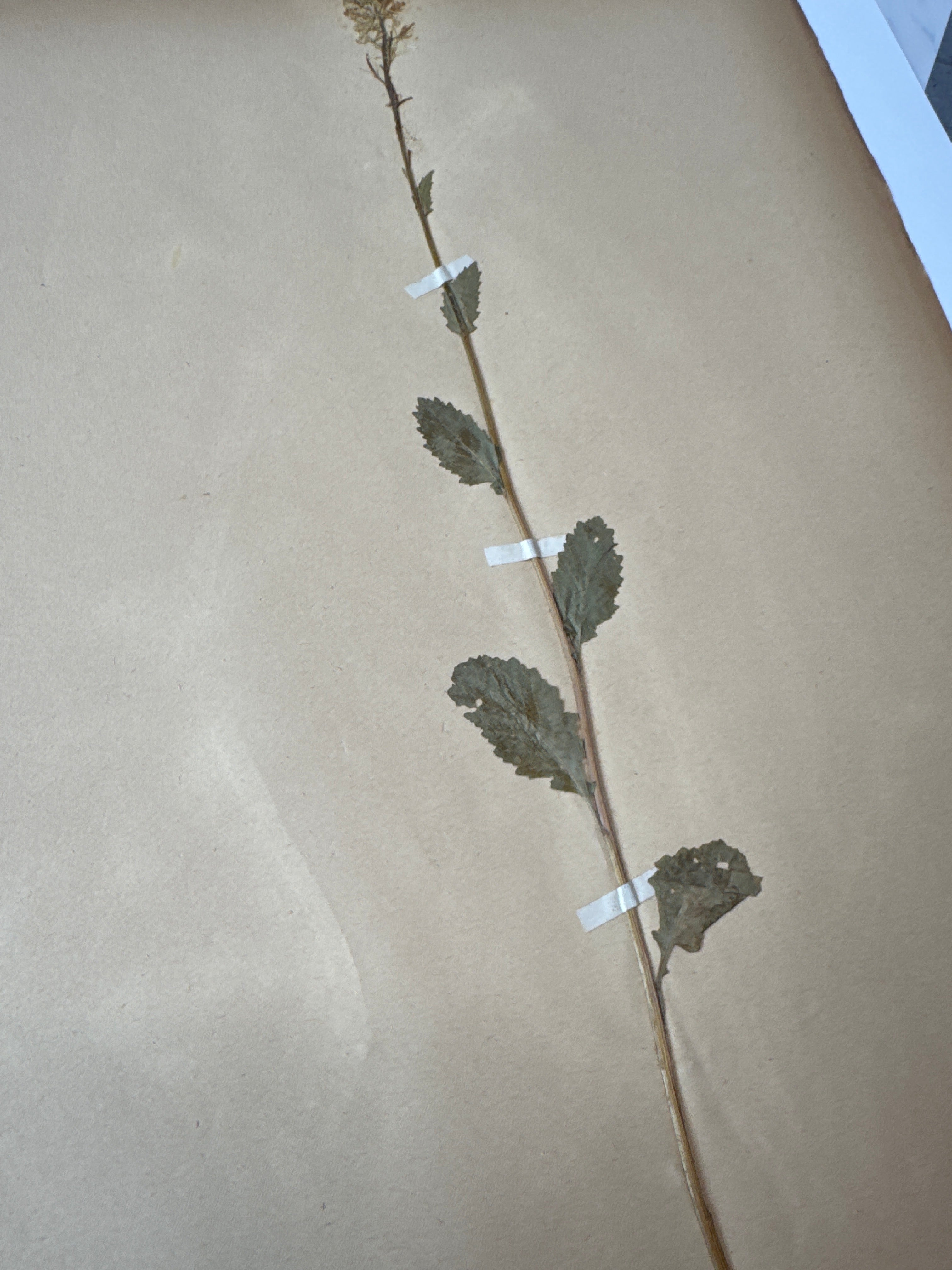 Herbarium Cr 3