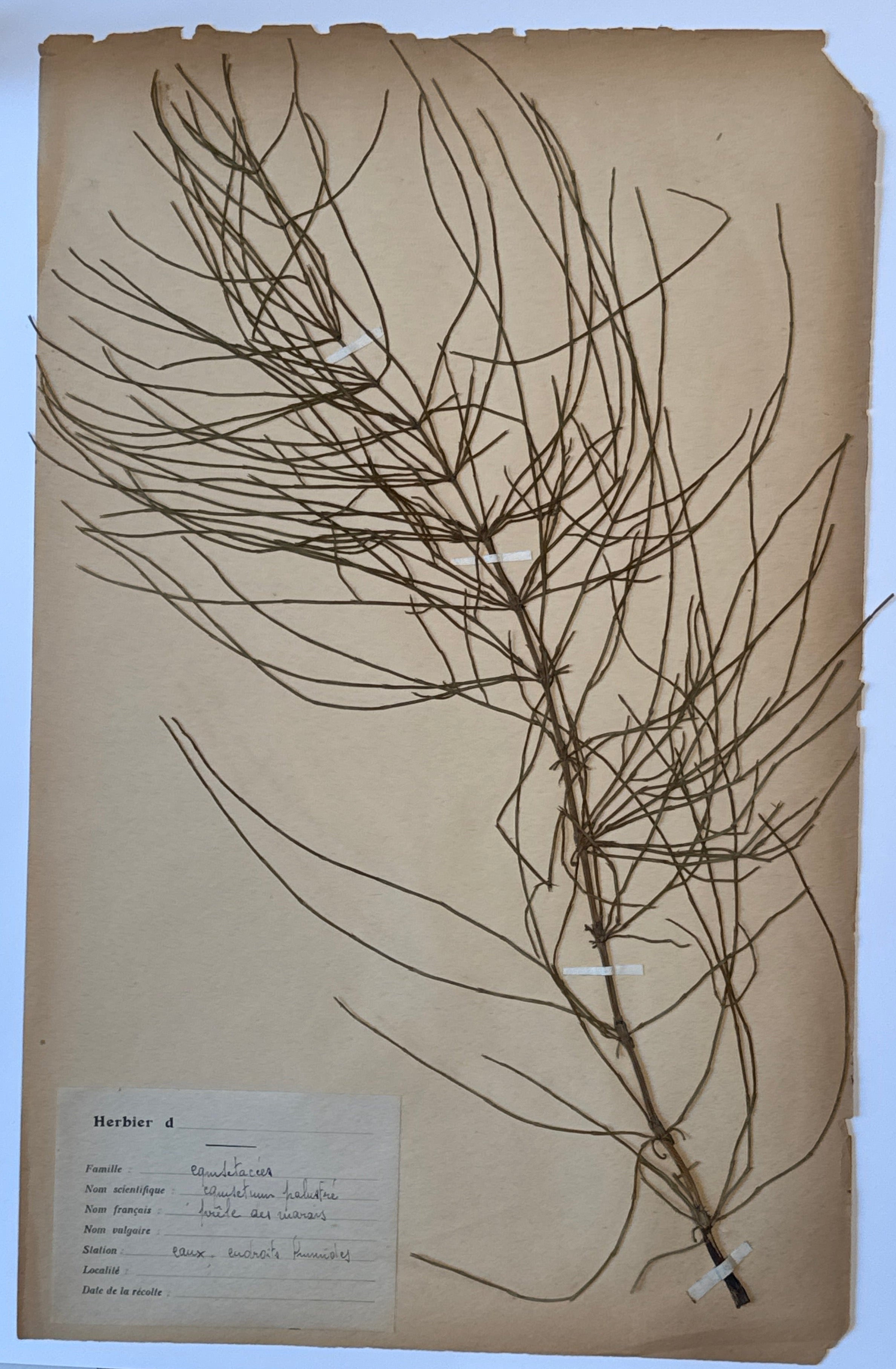 Prêle des marais (Equisetum palustre)