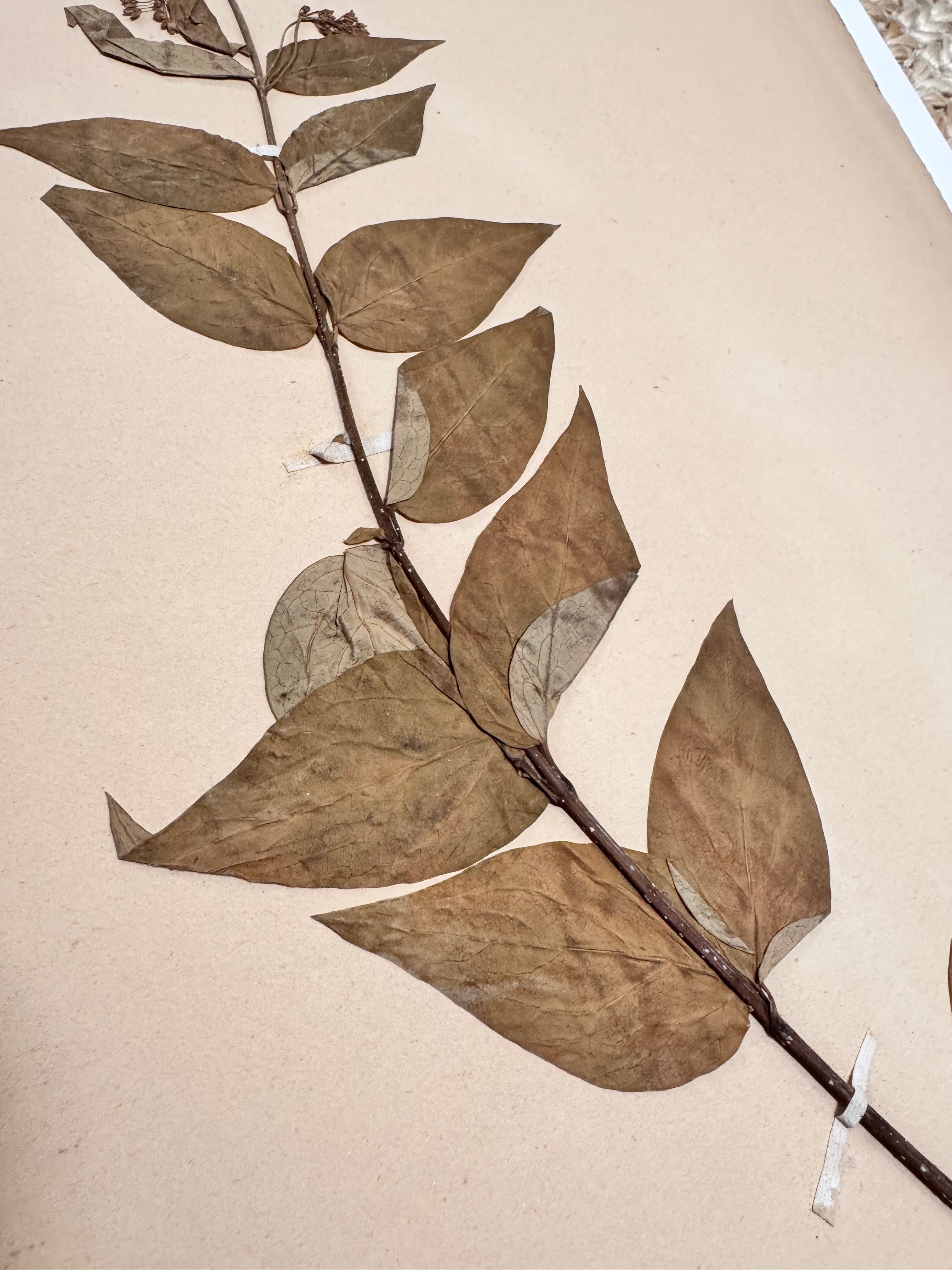 Herbarium Asc 1