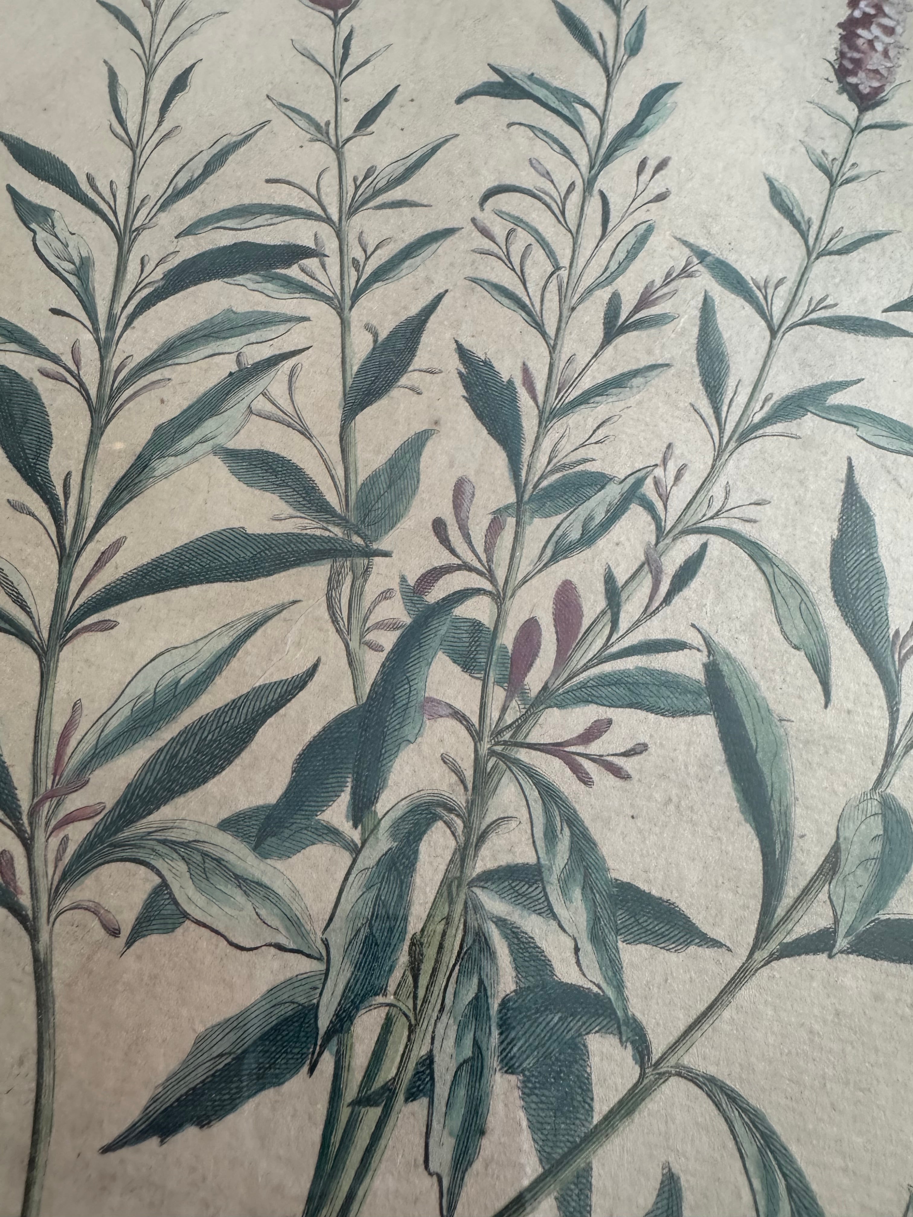 Antique 18th-Century Hand-Colored Botanical Engraving