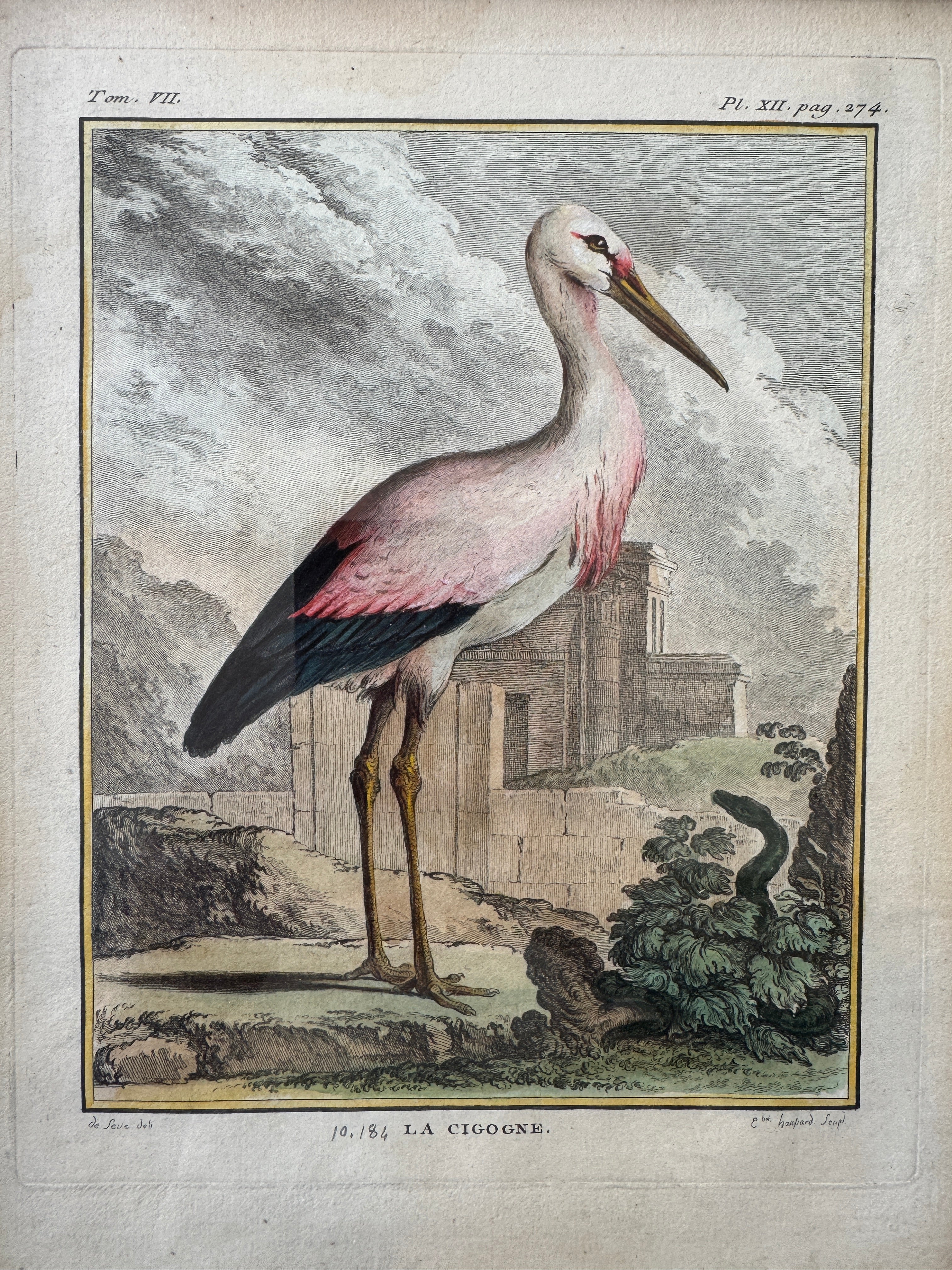 Antique French de Buffon Bird Engraving, La Cigogne, Hand Colored, 18th Century