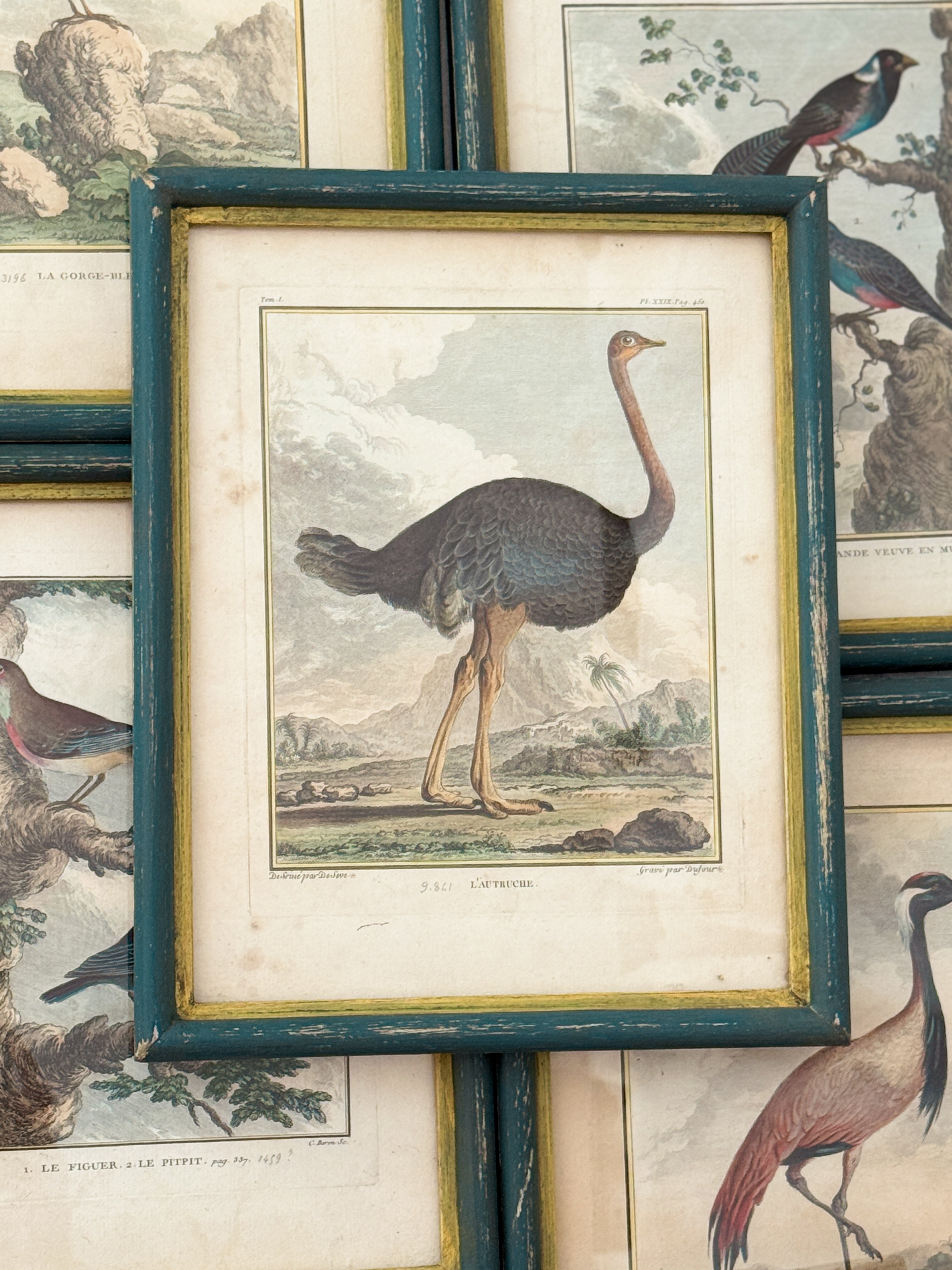 Antique French de Buffon Bird Engraving, L'Autruche, Hand Colored, 18th Century