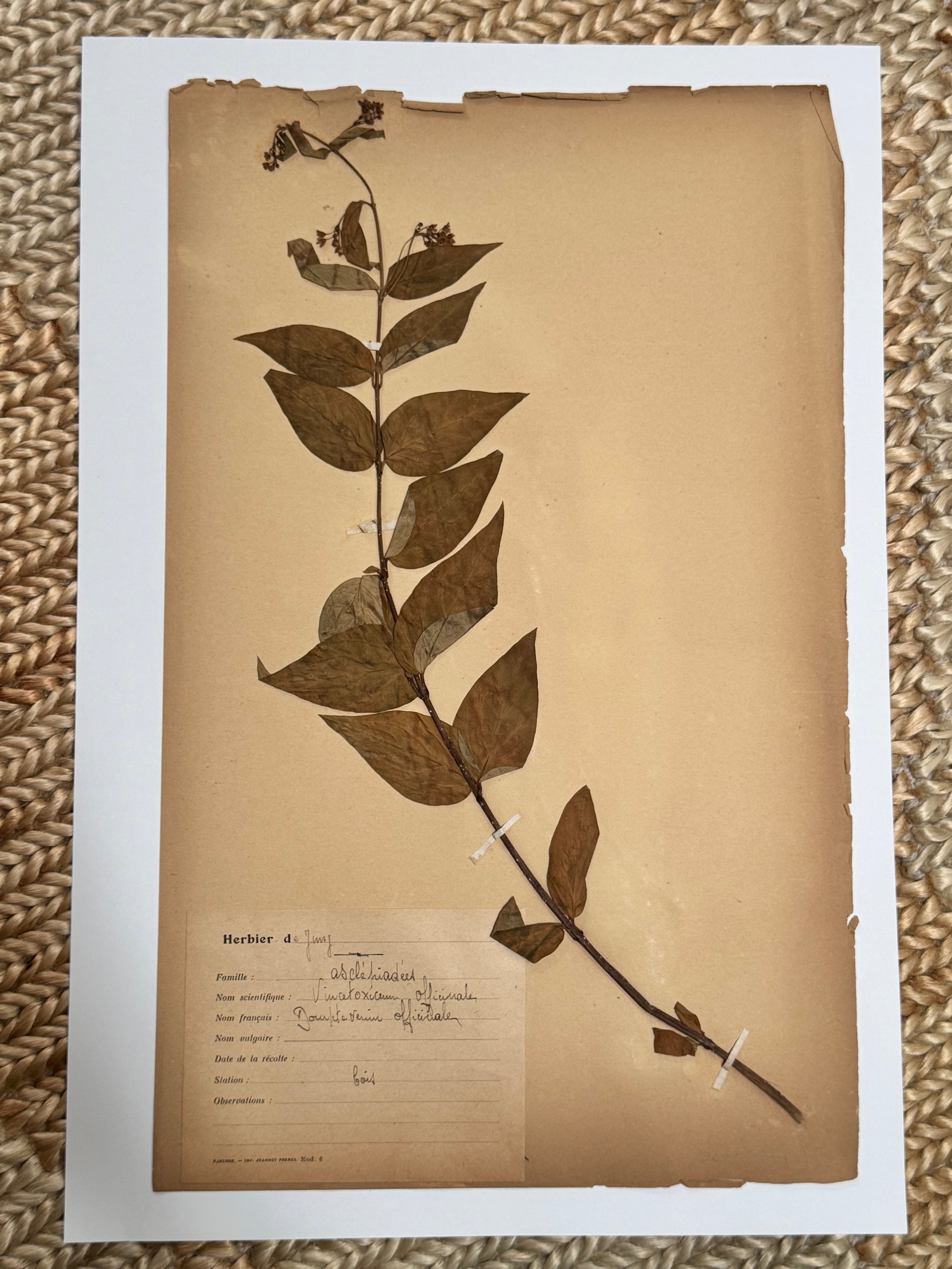 Herbarium Asc 1