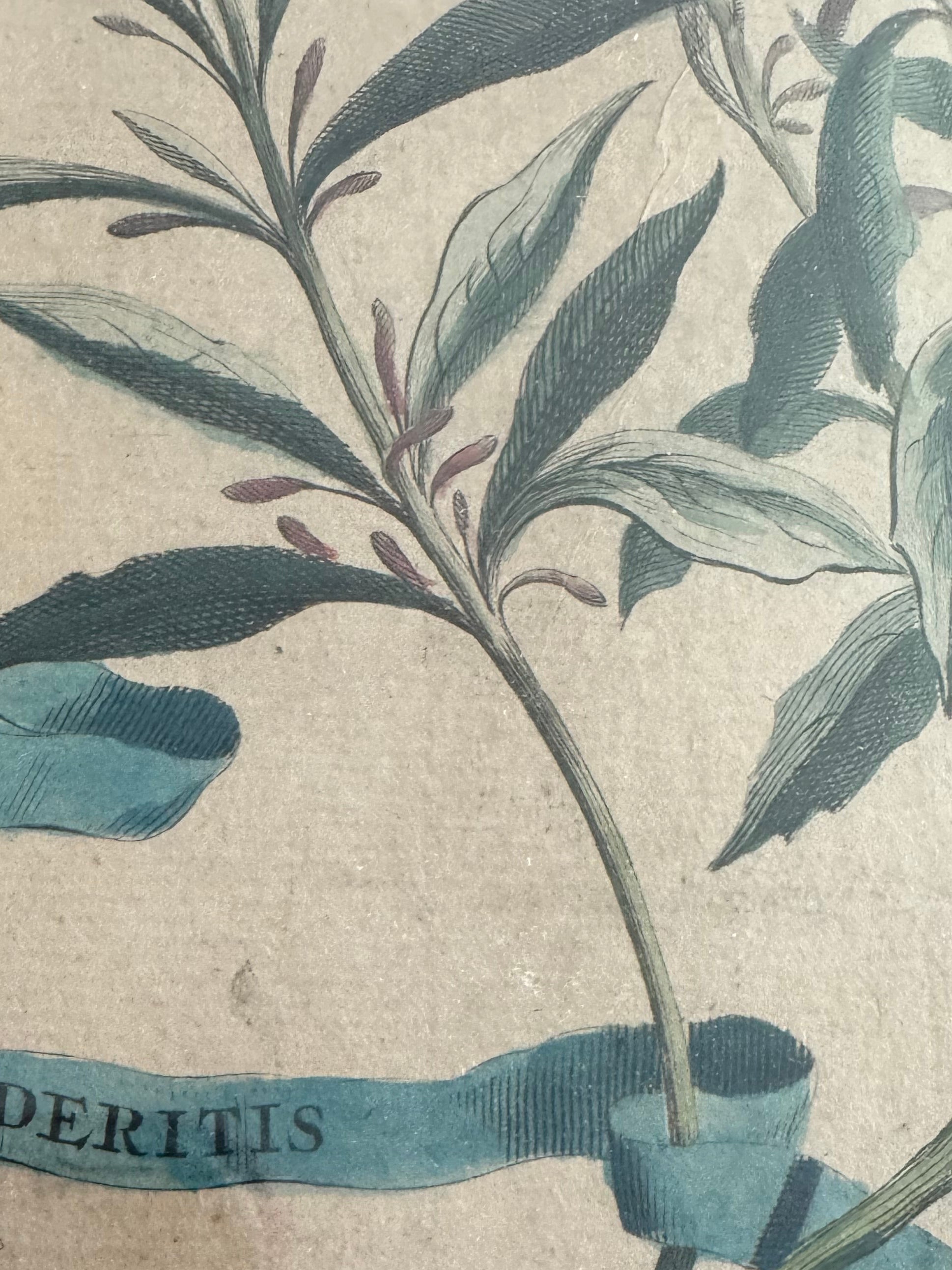 Antique 18th-Century Hand-Colored Botanical Engraving