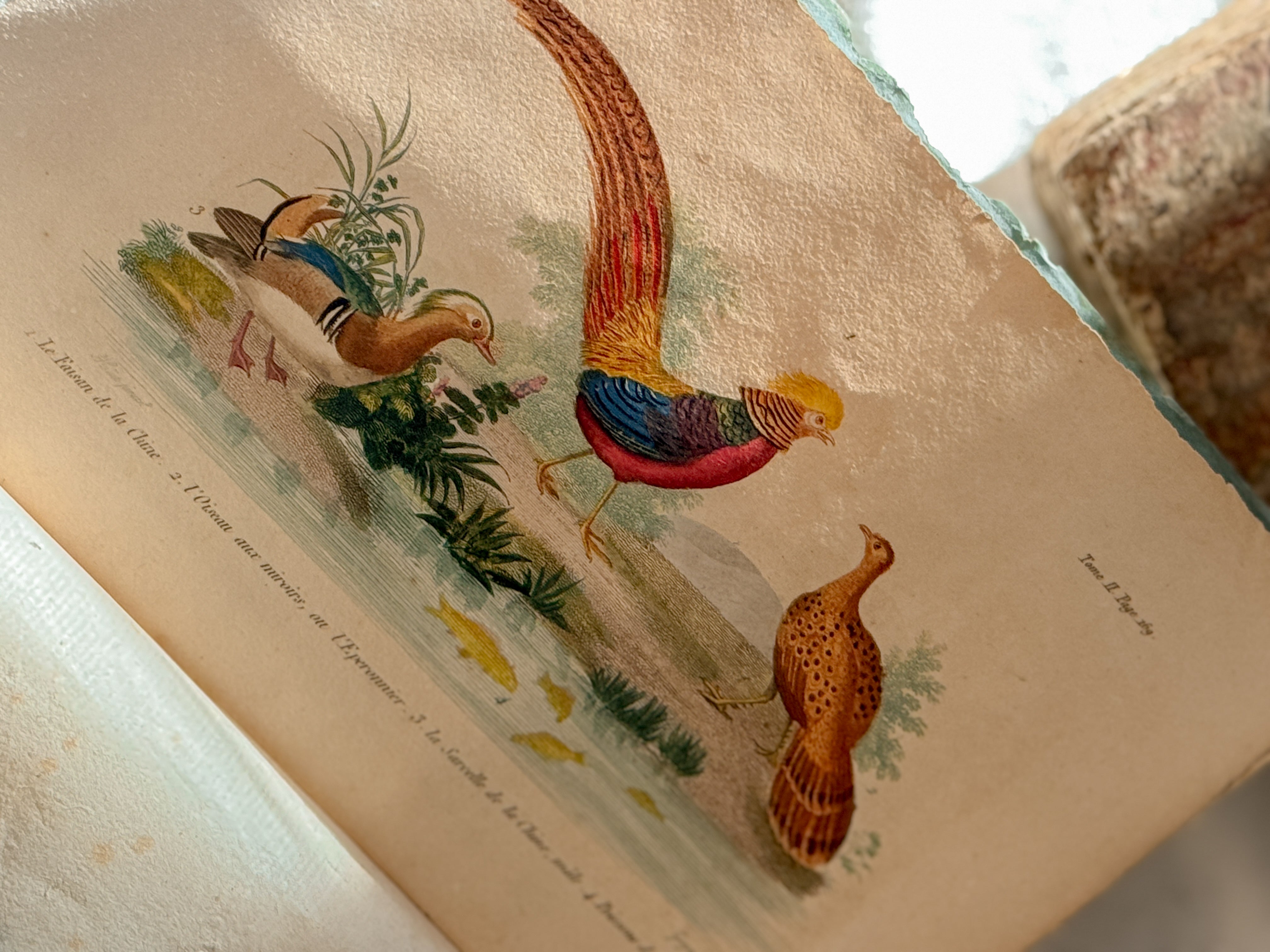 Antique French Natural History Book with Hand-Colored Plates, Lettres à Sophie, Paris 1822
