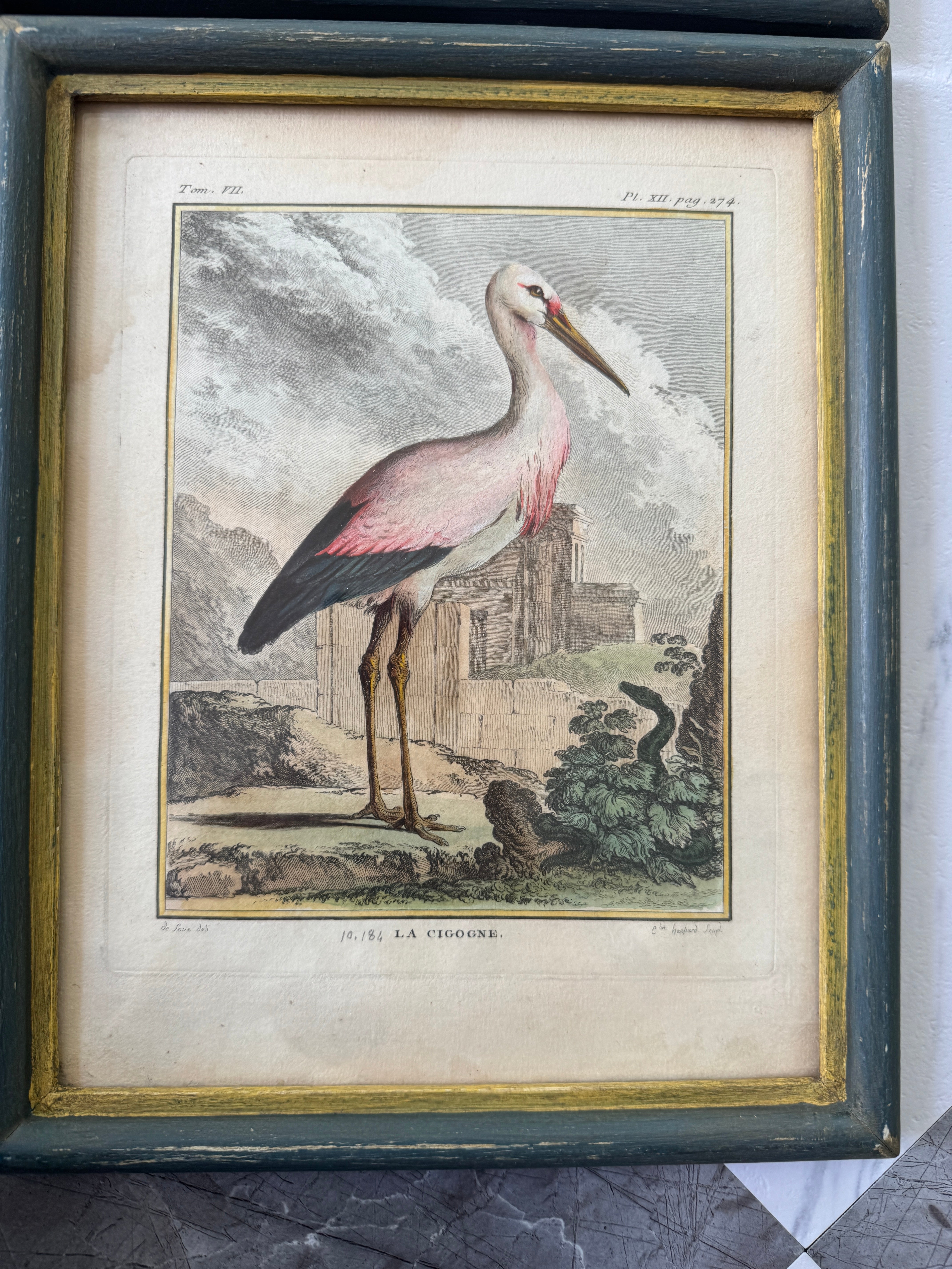 Antique French de Buffon Bird Engraving, La Cigogne, Hand Colored, 18th Century