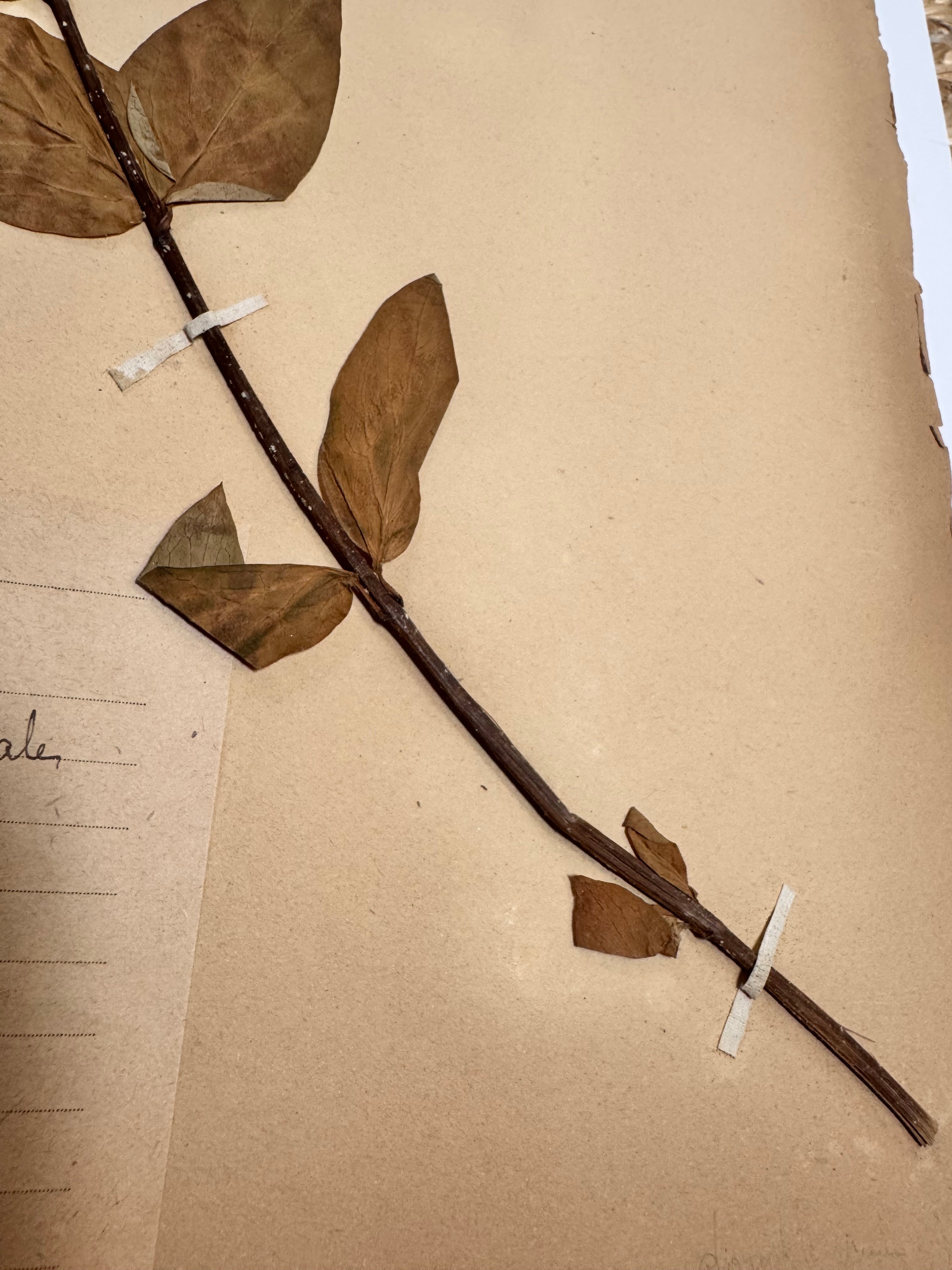 Herbarium Asc 1