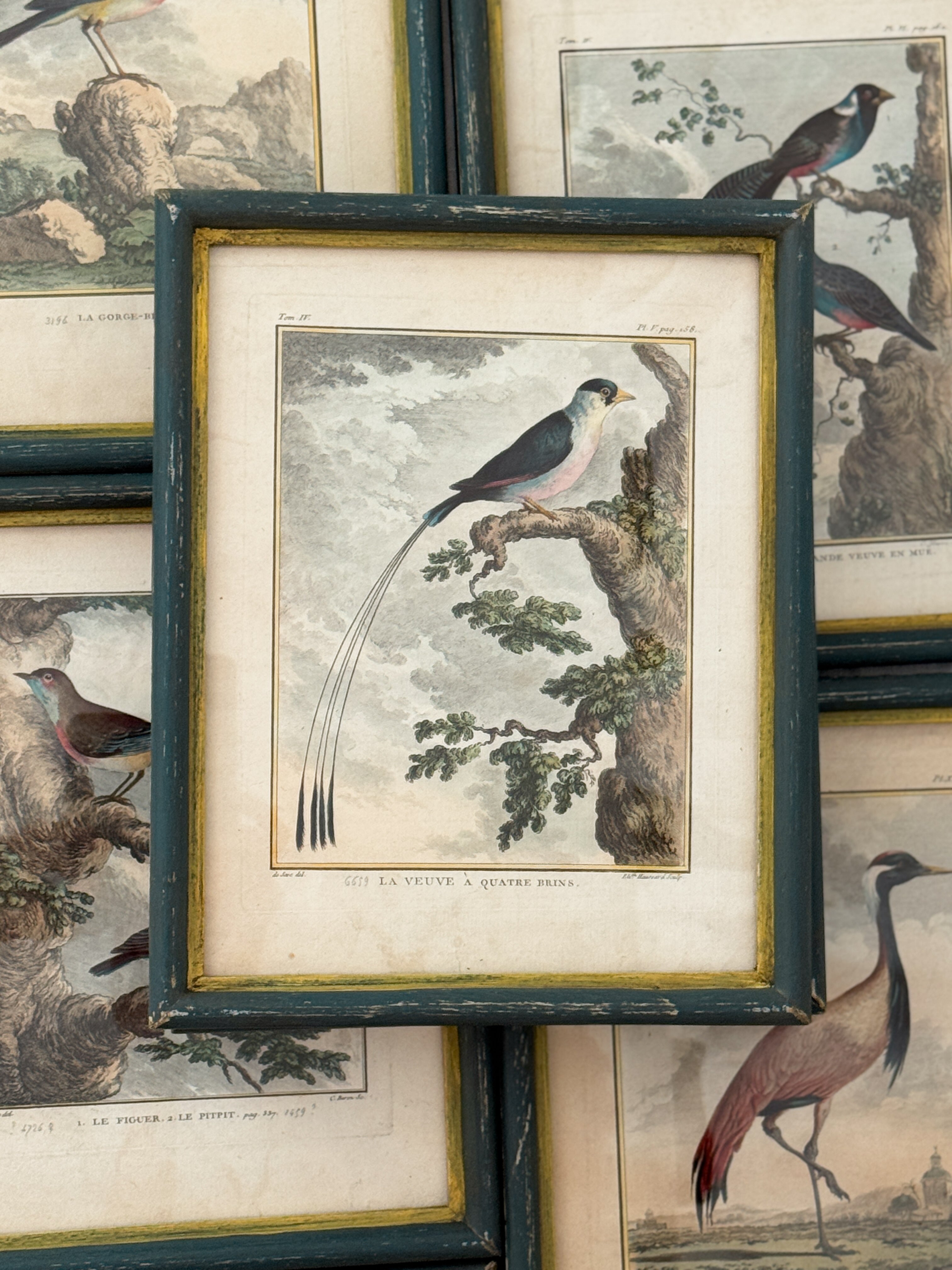 Antique French de Buffon Bird Engraving, La Veuve à Quatre Brins, Hand Colored, 18th Century