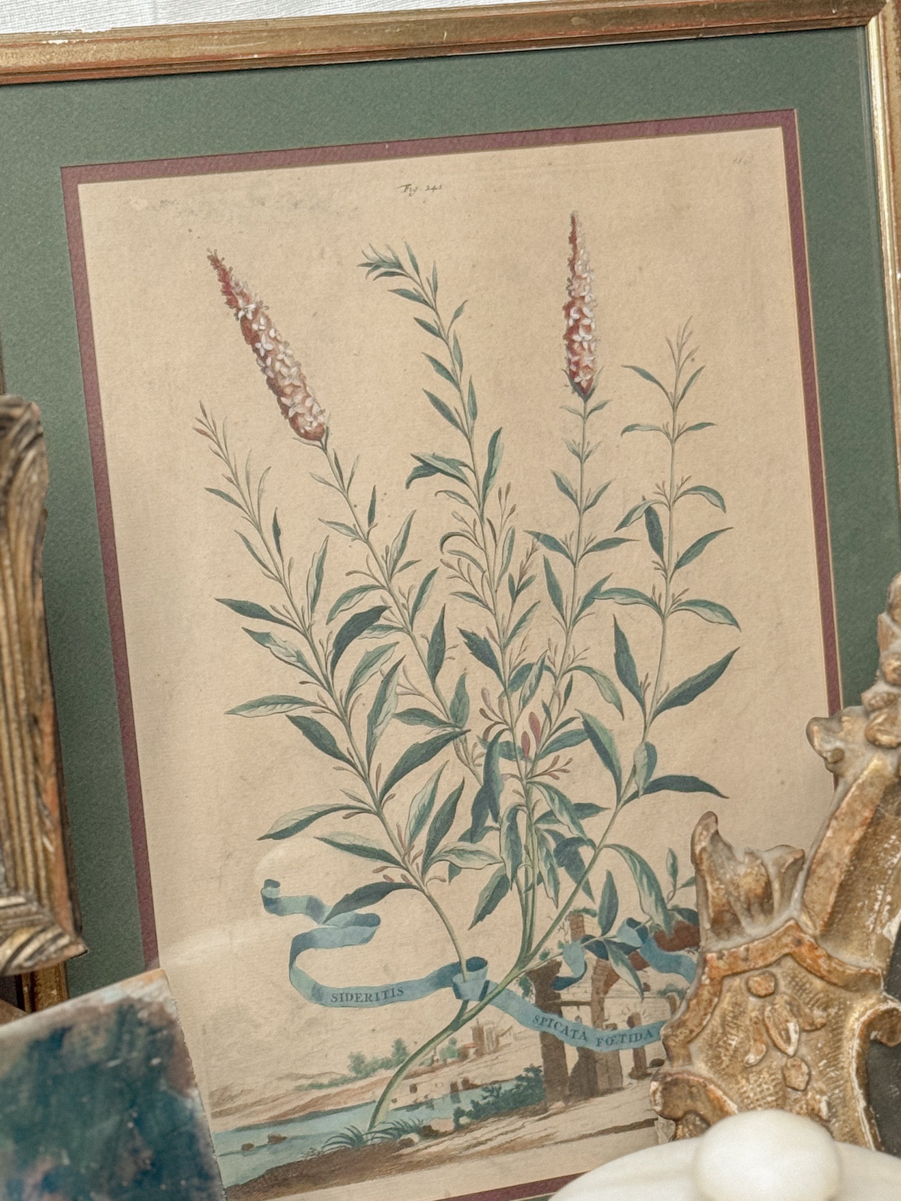 Antique 18th-Century Hand-Colored Botanical Engraving