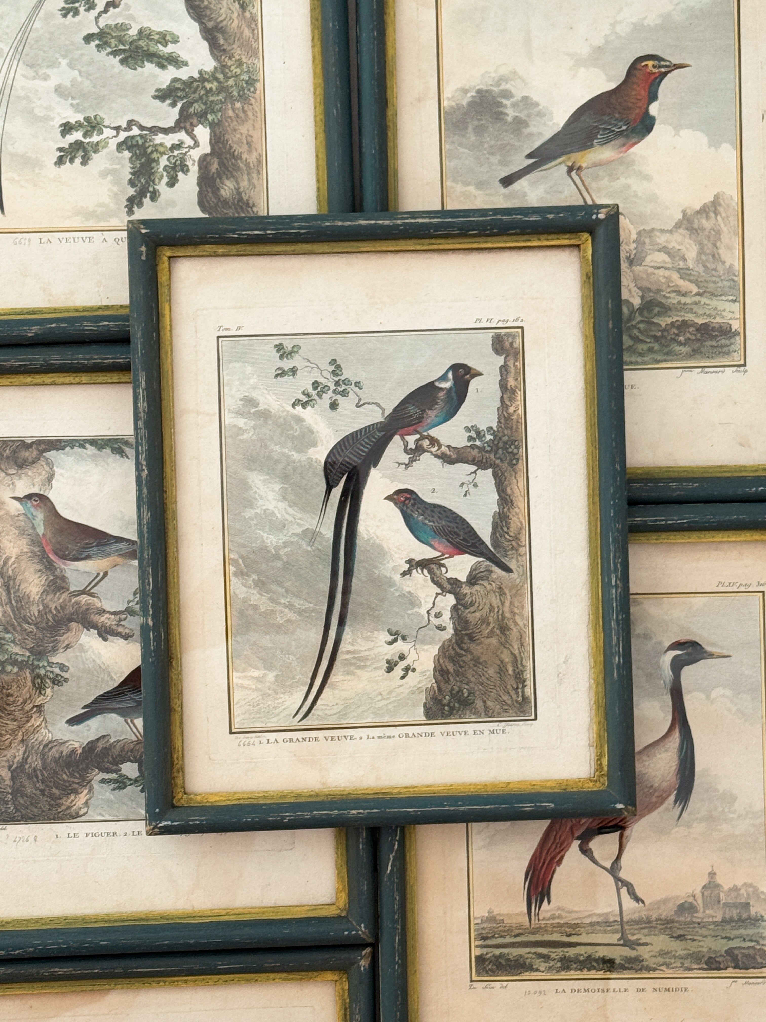 Antique French de Buffon Bird Engraving, La Grande Veuve, Hand Colored, 18th Century