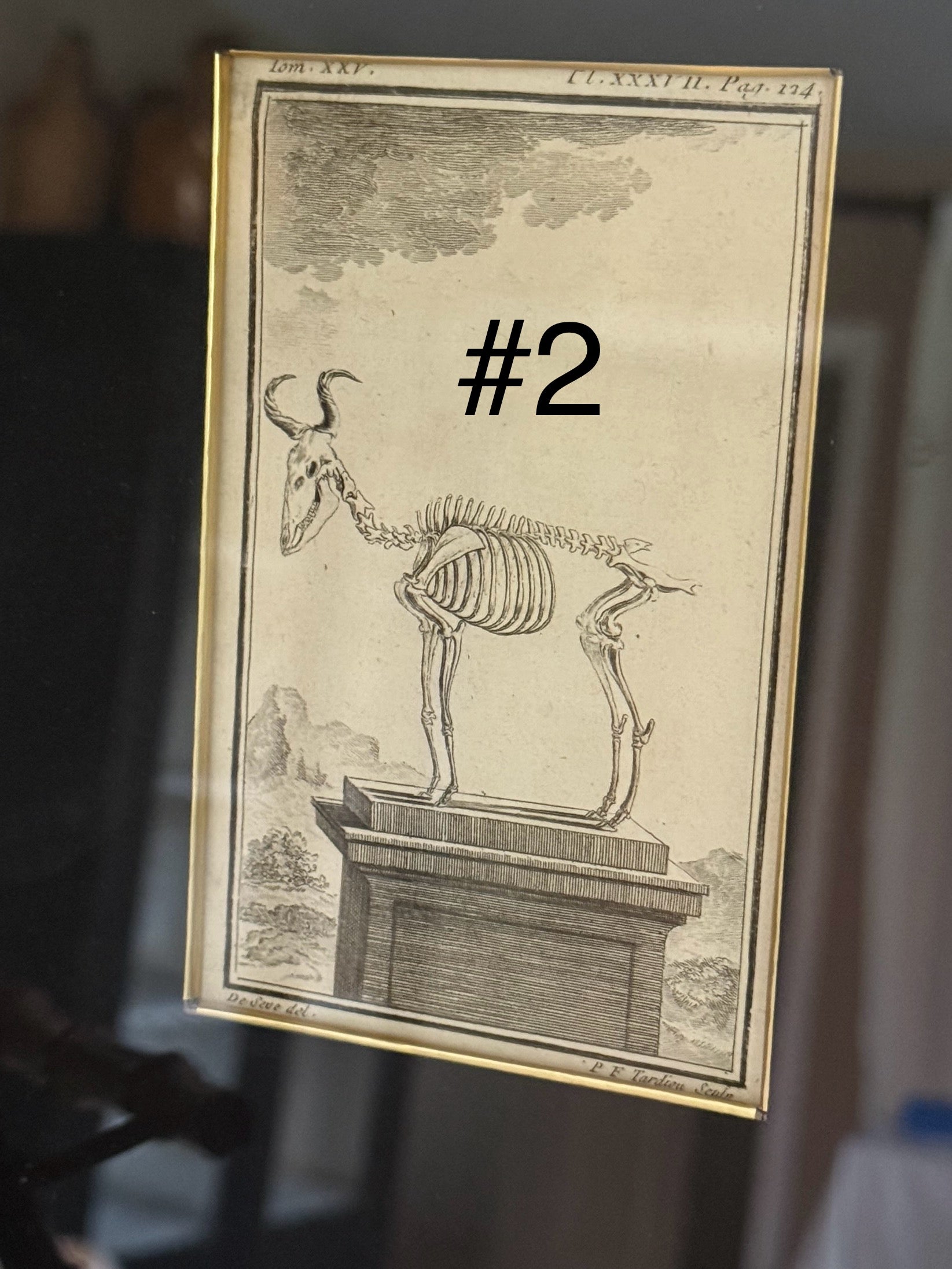 18th Century Zoological Engravings