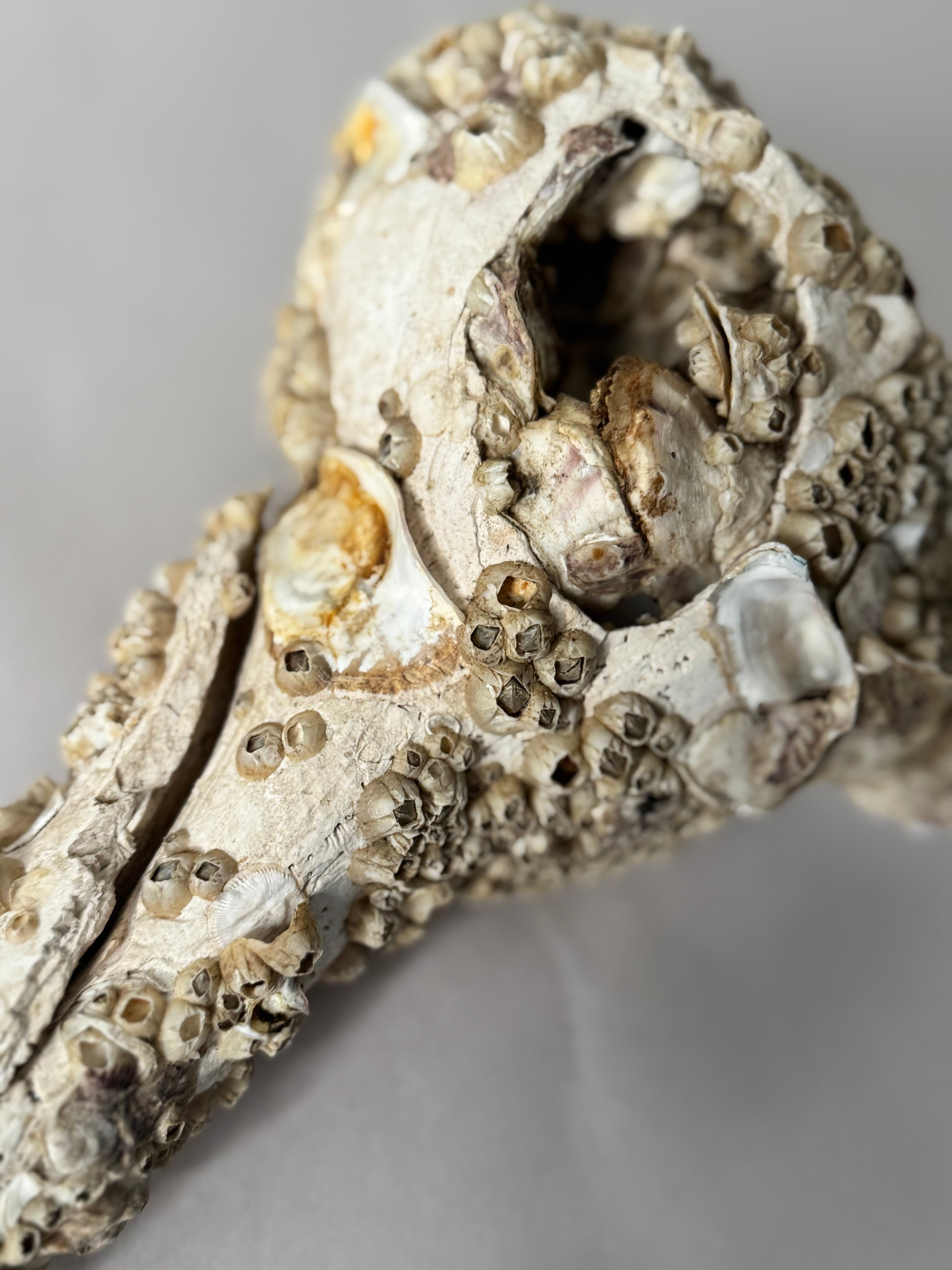 Encrusted Shell Fragment with Barnacles