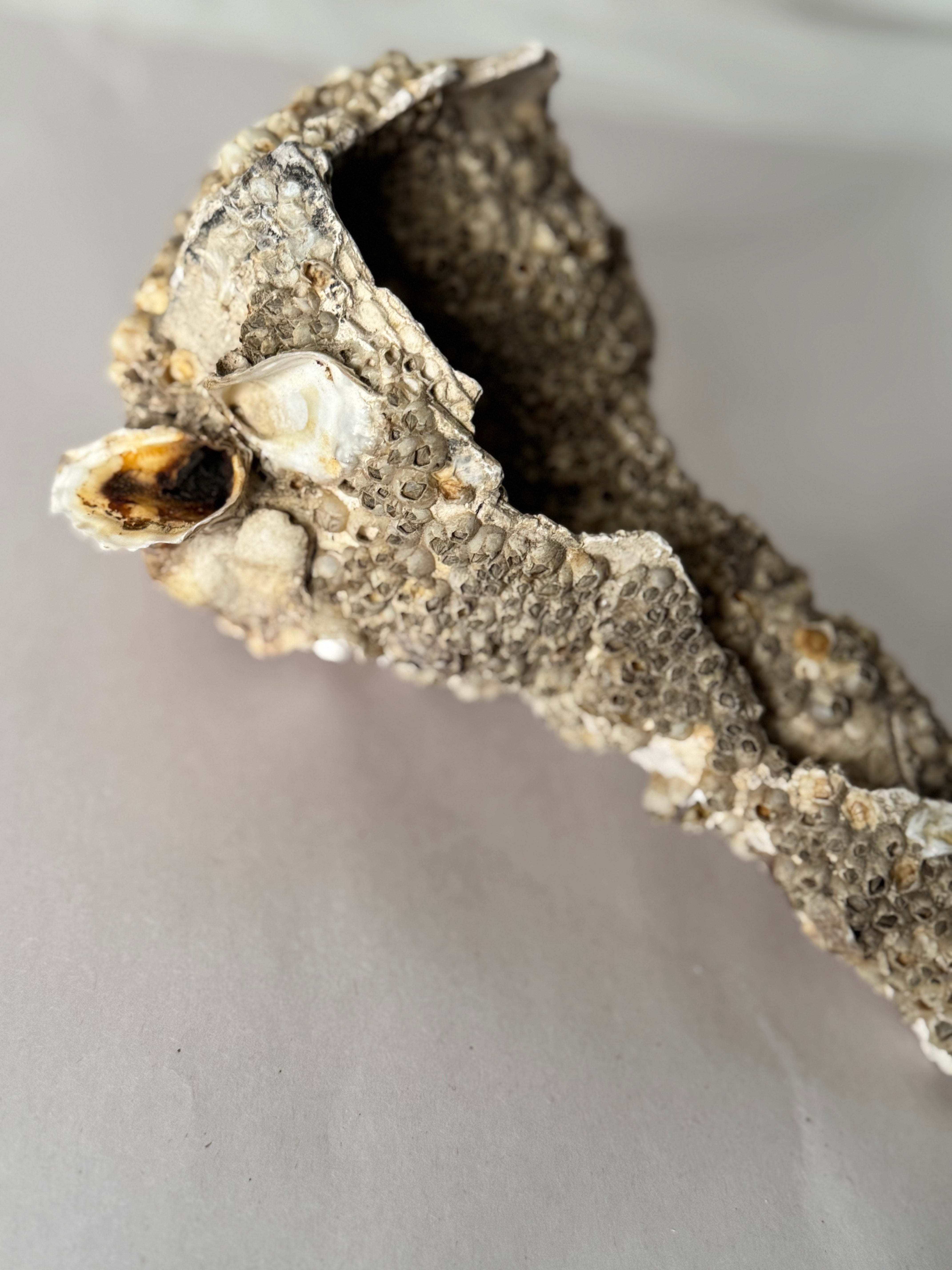 Encrusted Shell Fragment with Barnacles