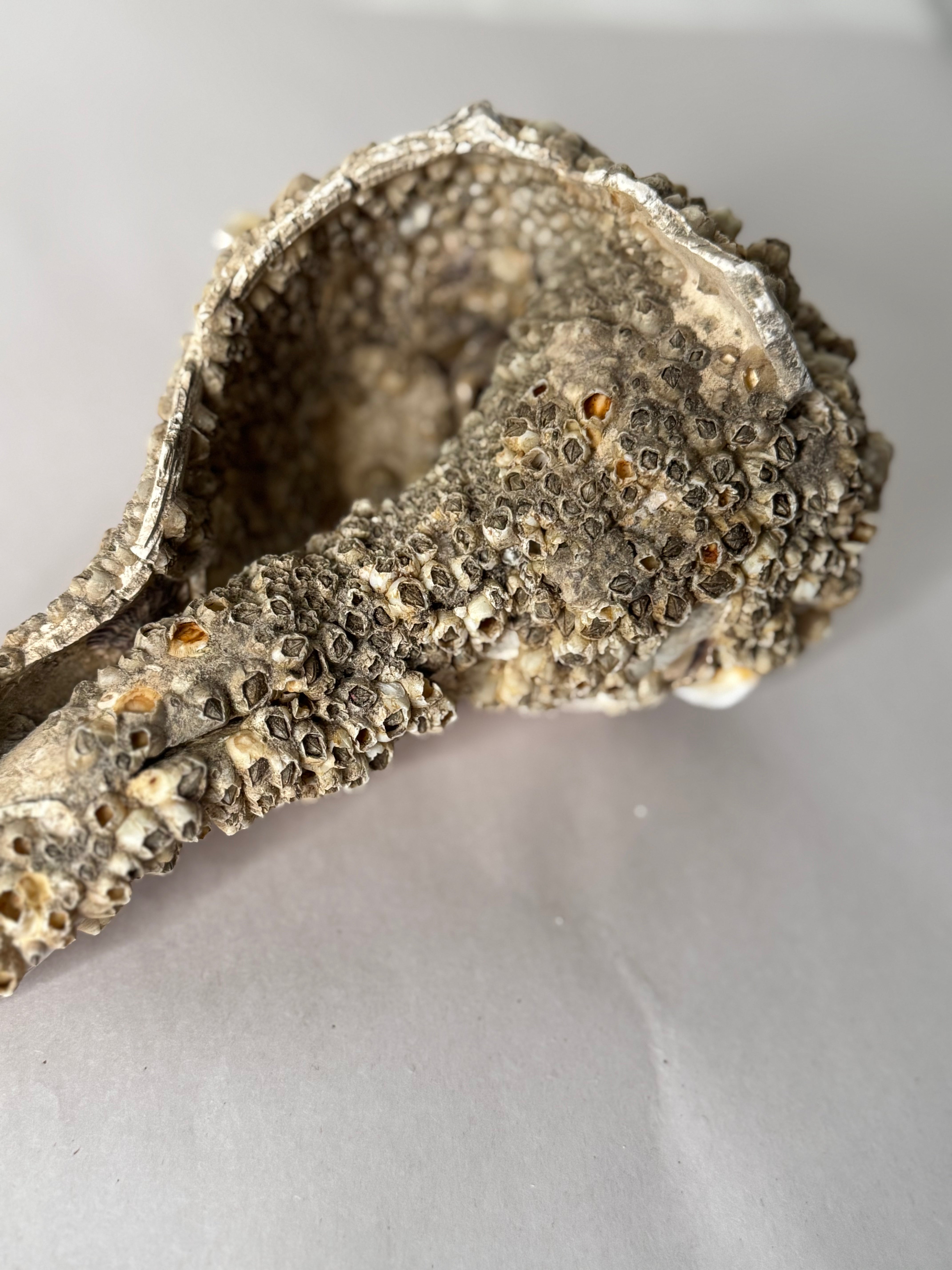 Encrusted Shell Fragment with Barnacles