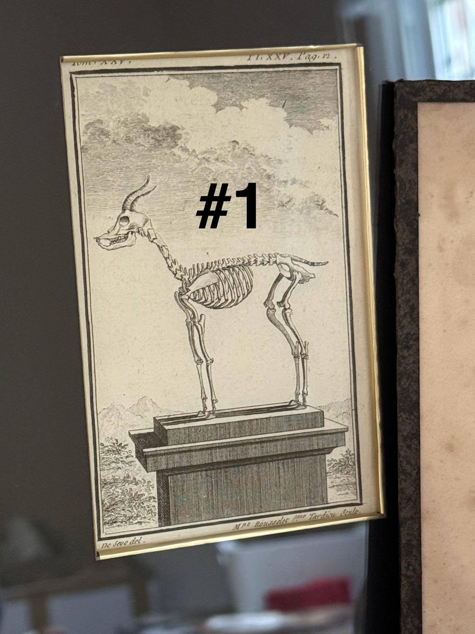 18th Century Zoological Engravings