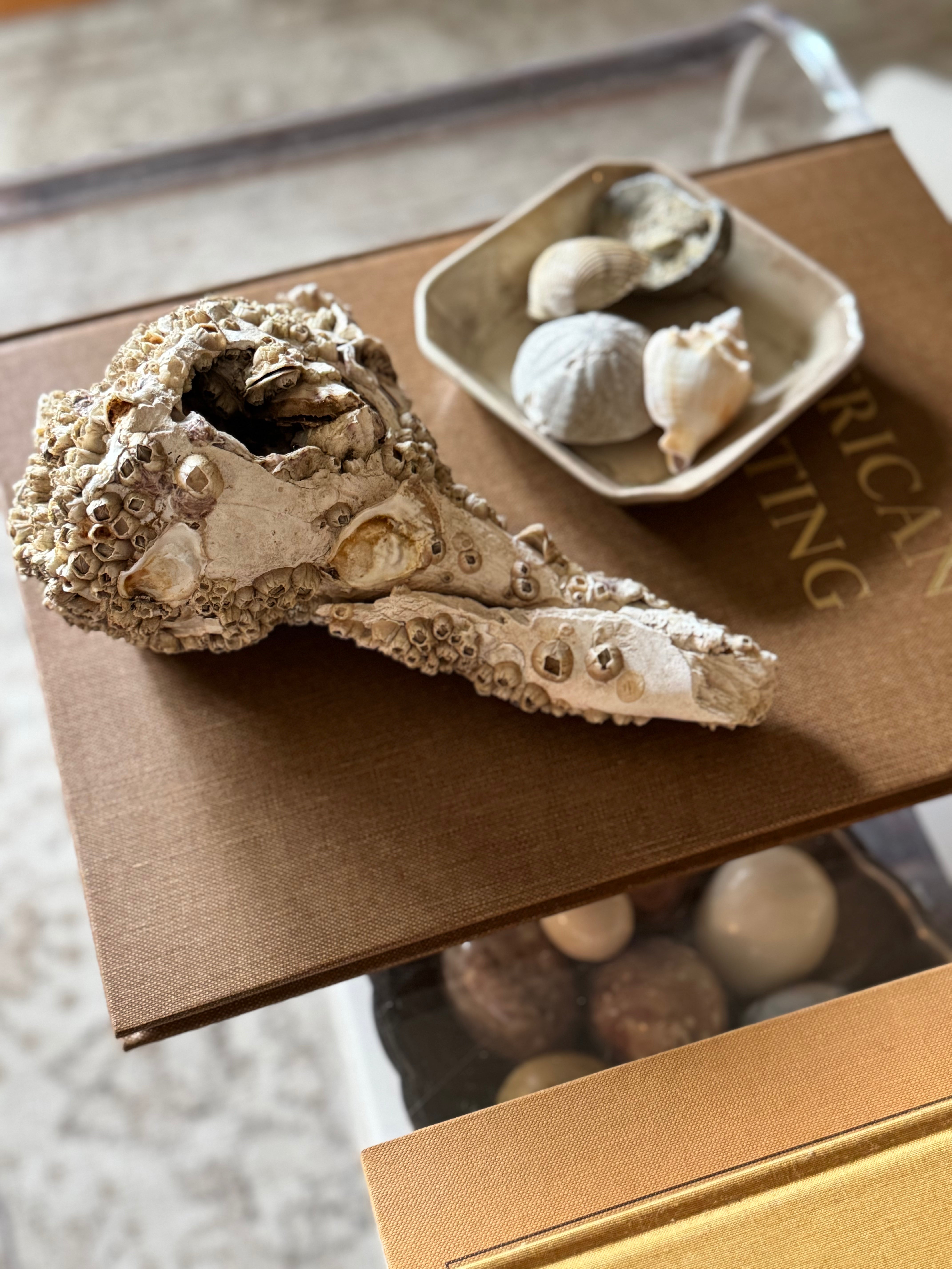 Encrusted Shell Fragment with Barnacles