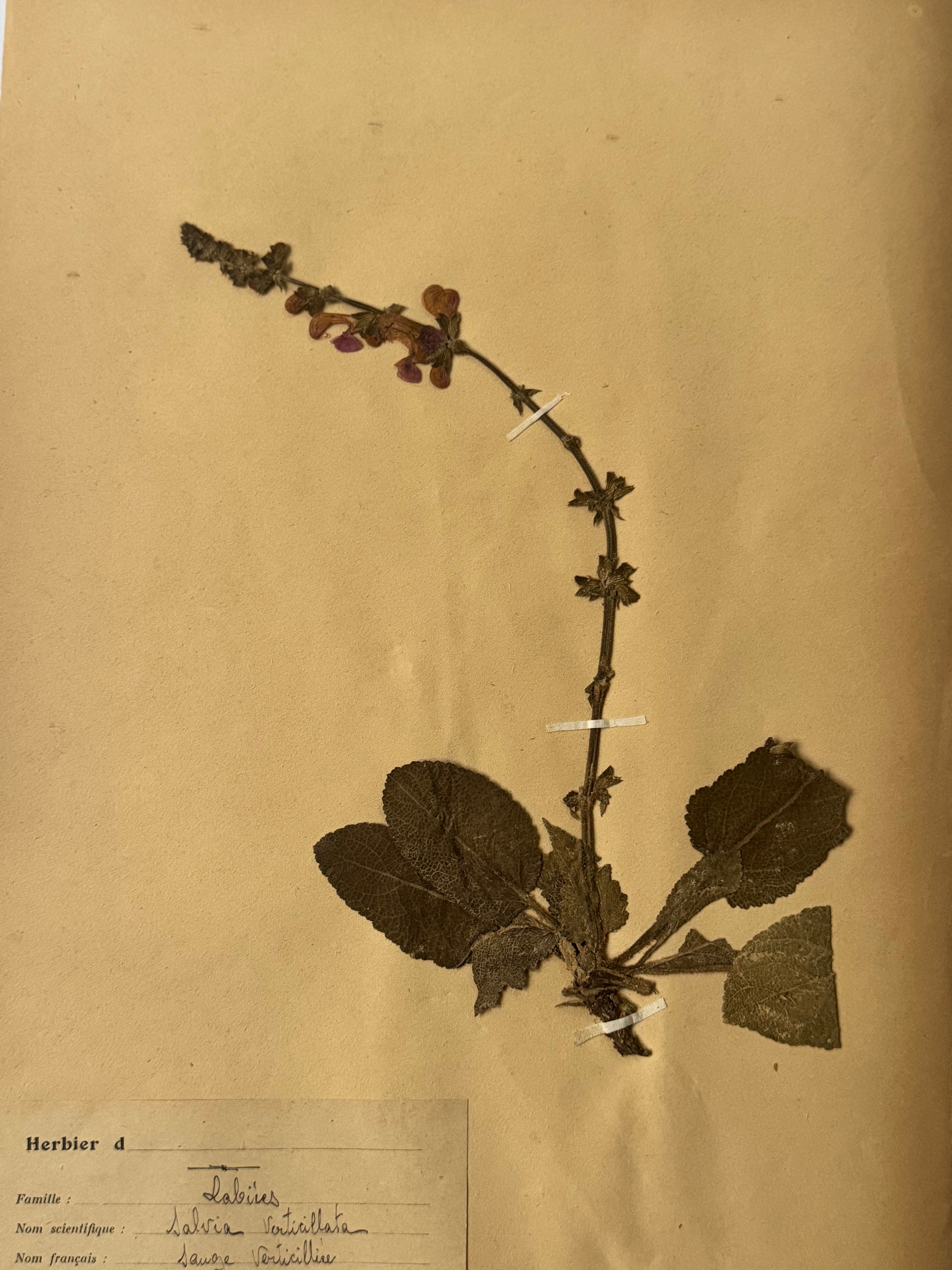 Labiée 8: sauge verticilliée - lilac sage