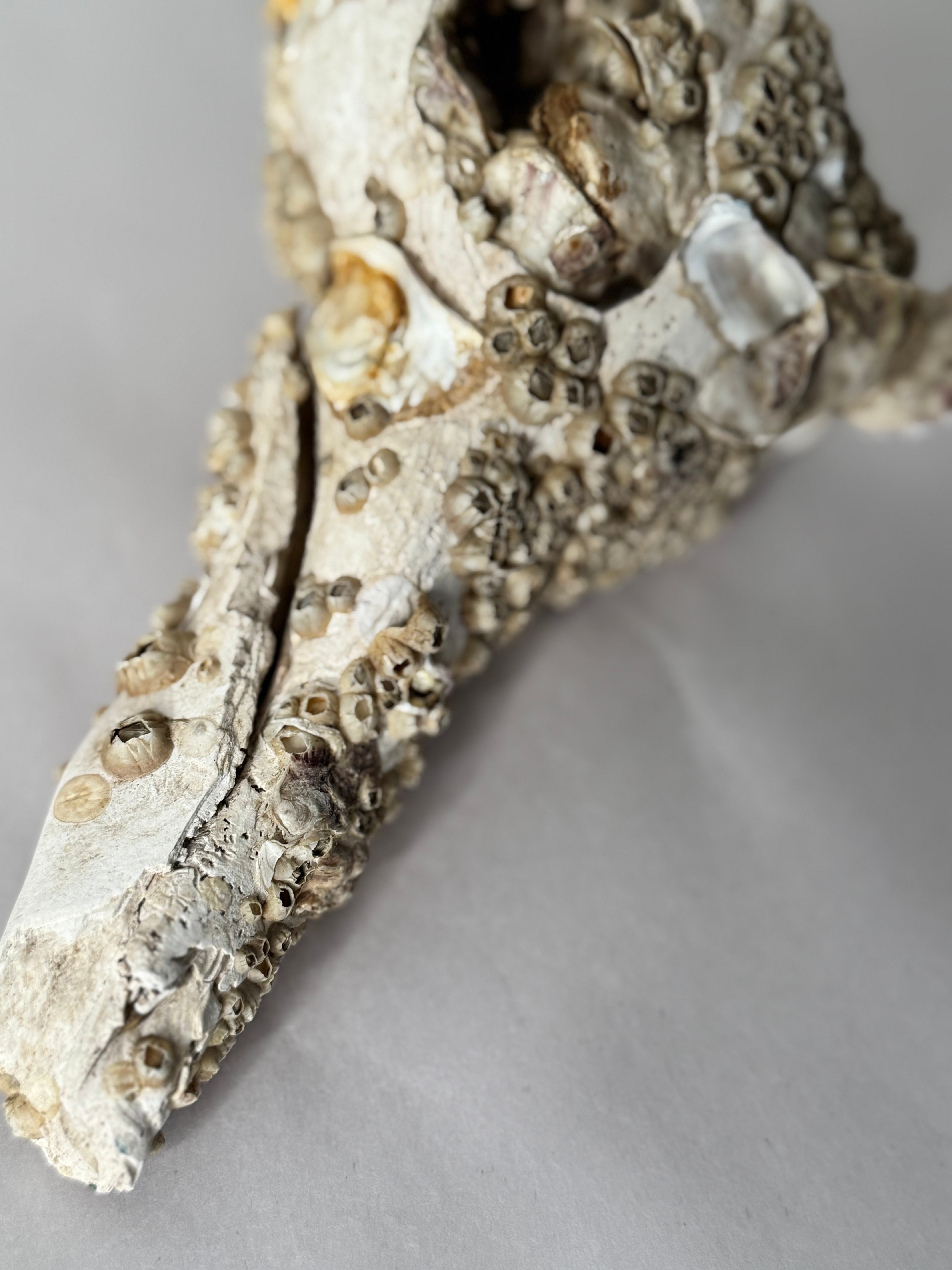 Encrusted Shell Fragment with Barnacles