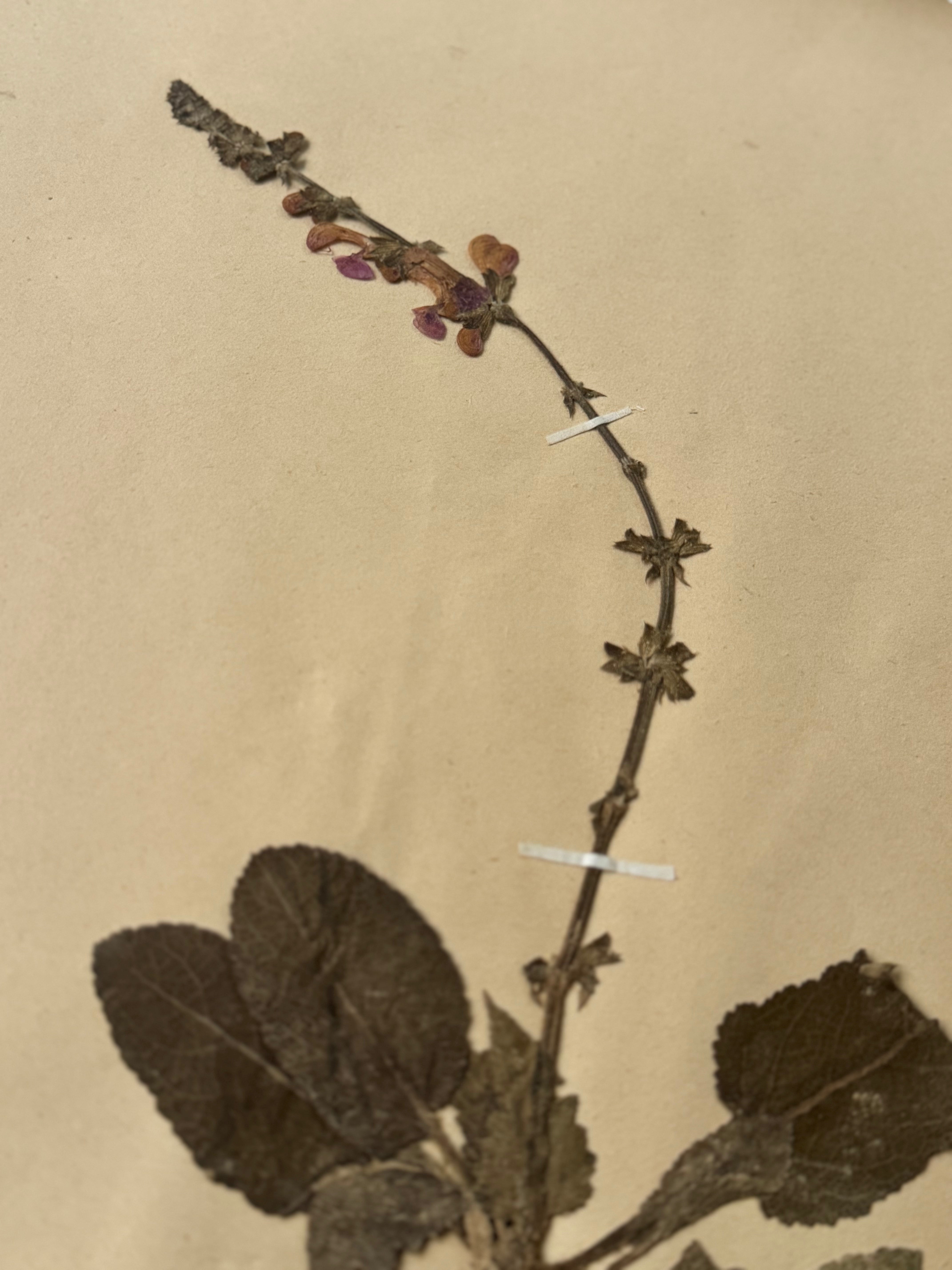 Labiée 8: sauge verticilliée - lilac sage