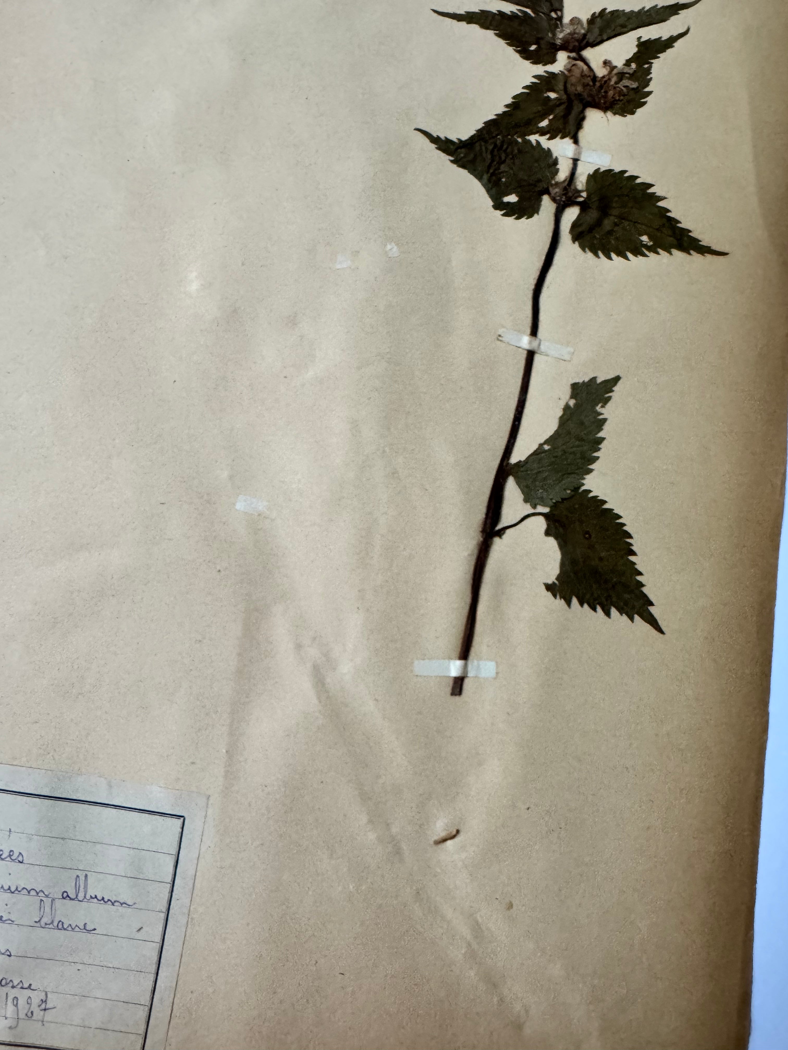 Labiée 4: lamier blanc - white nettle