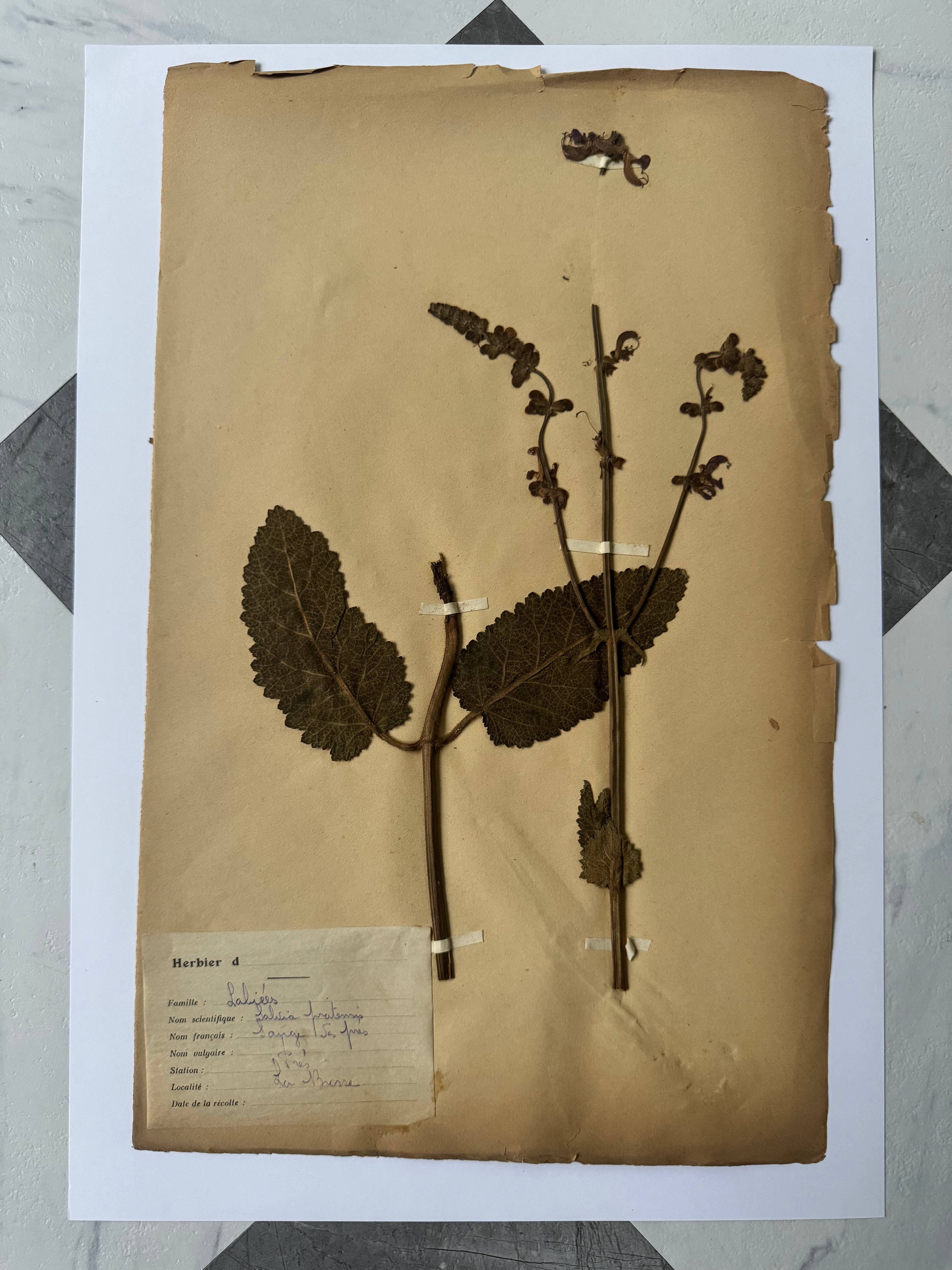Labiée 6: sauge des prés - meadow sage