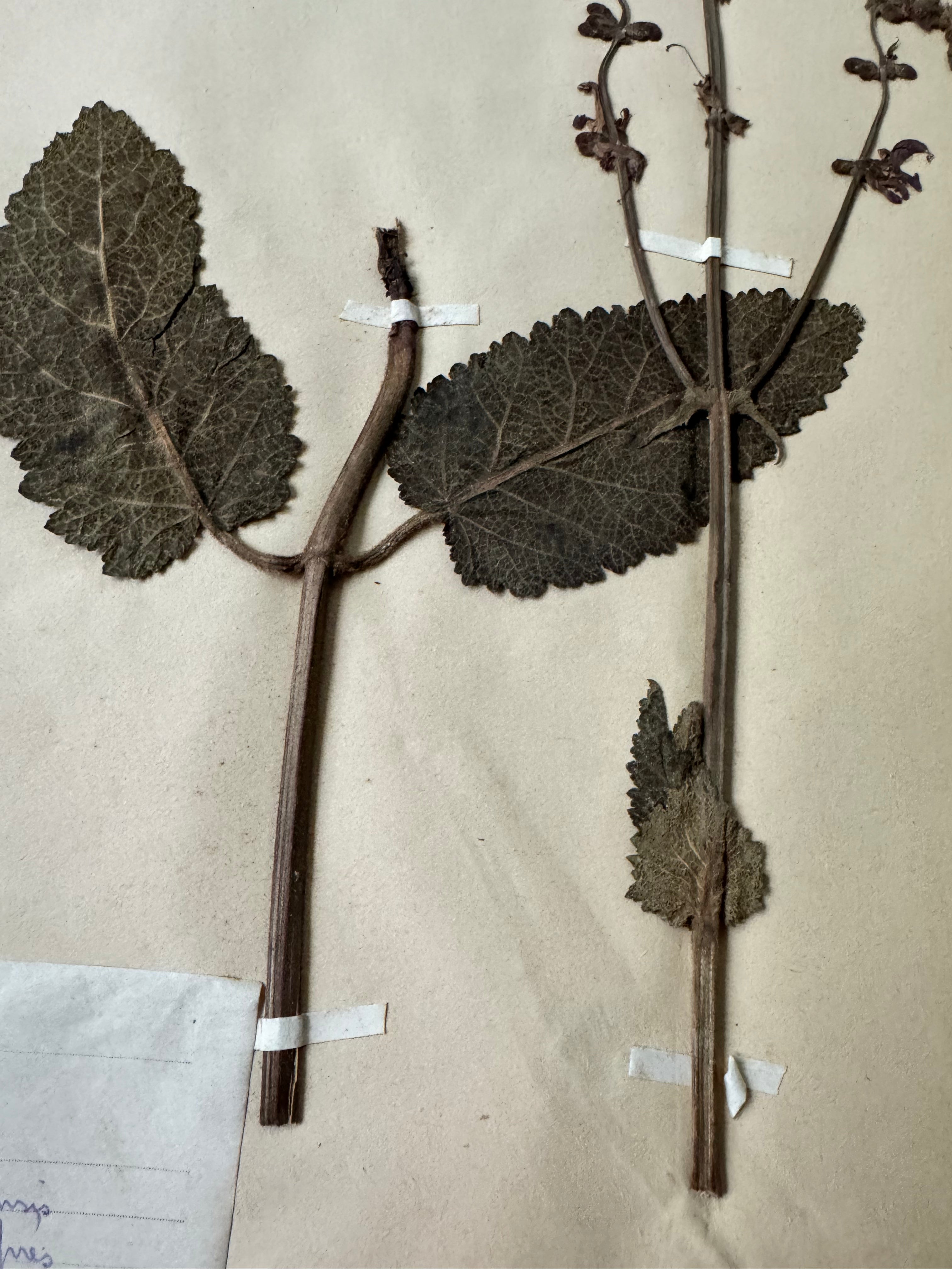 Labiée 6: sauge des prés - meadow sage