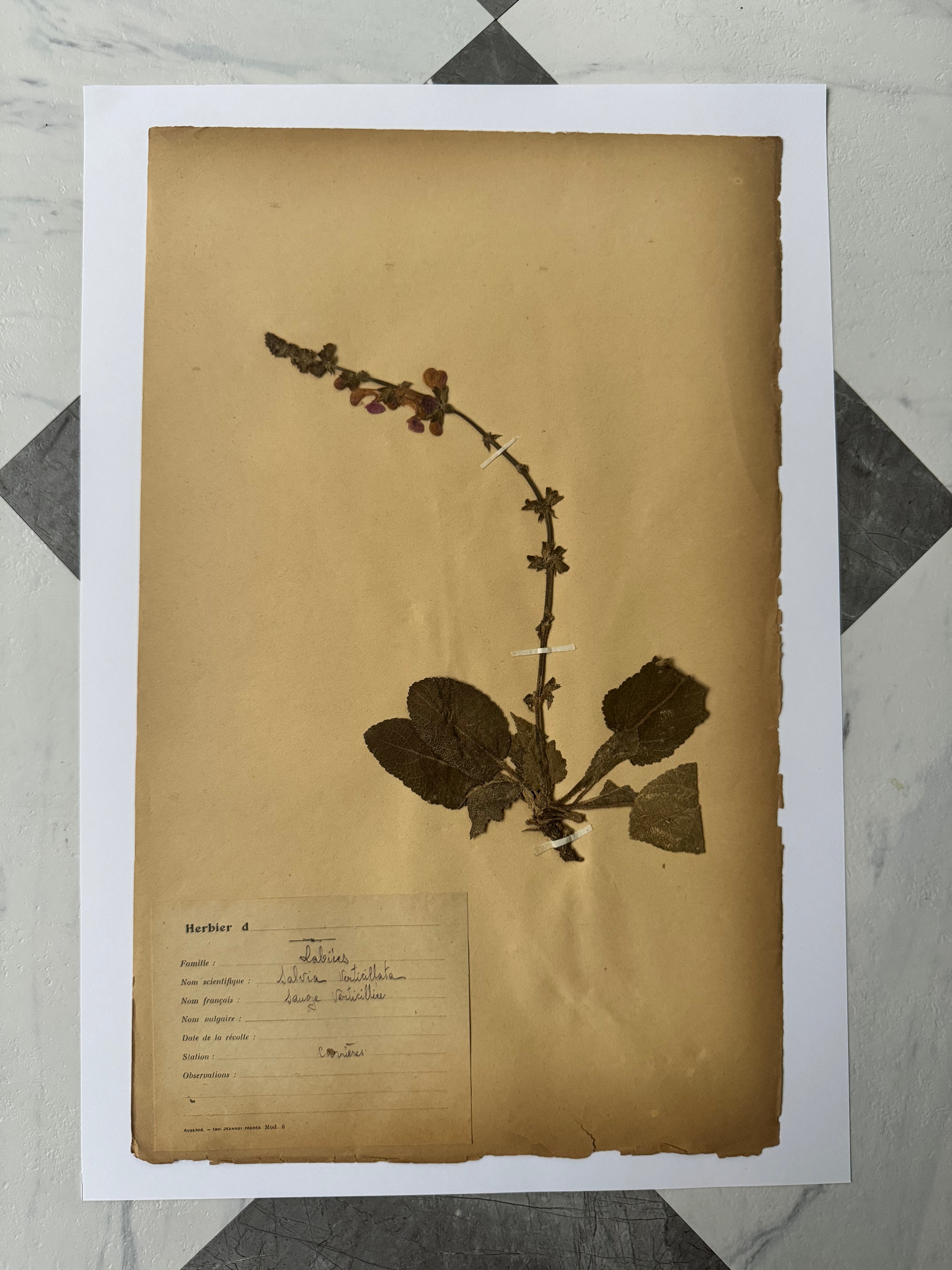 Labiée 8: sauge verticilliée - lilac sage