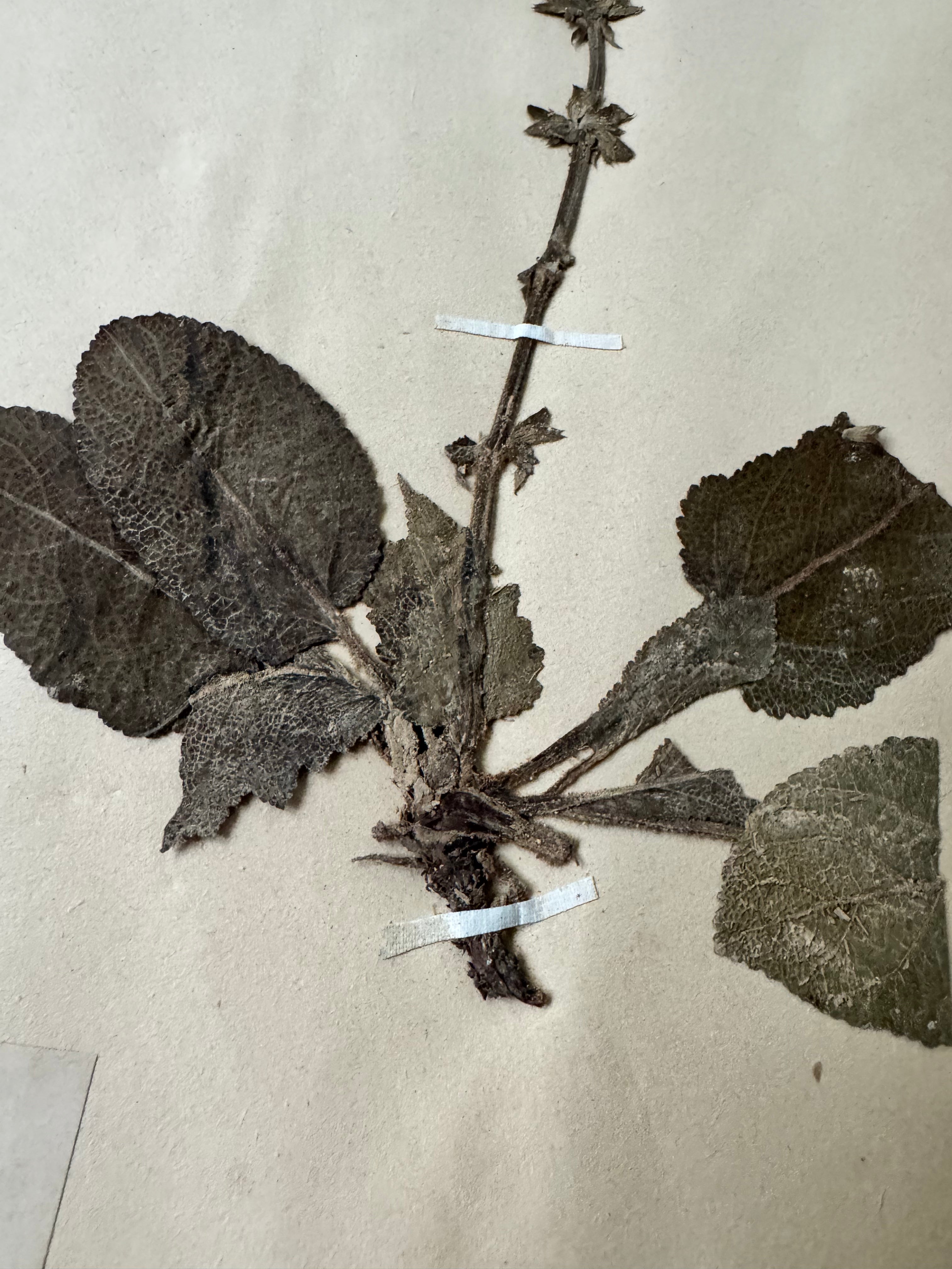 Labiée 8: sauge verticilliée - lilac sage