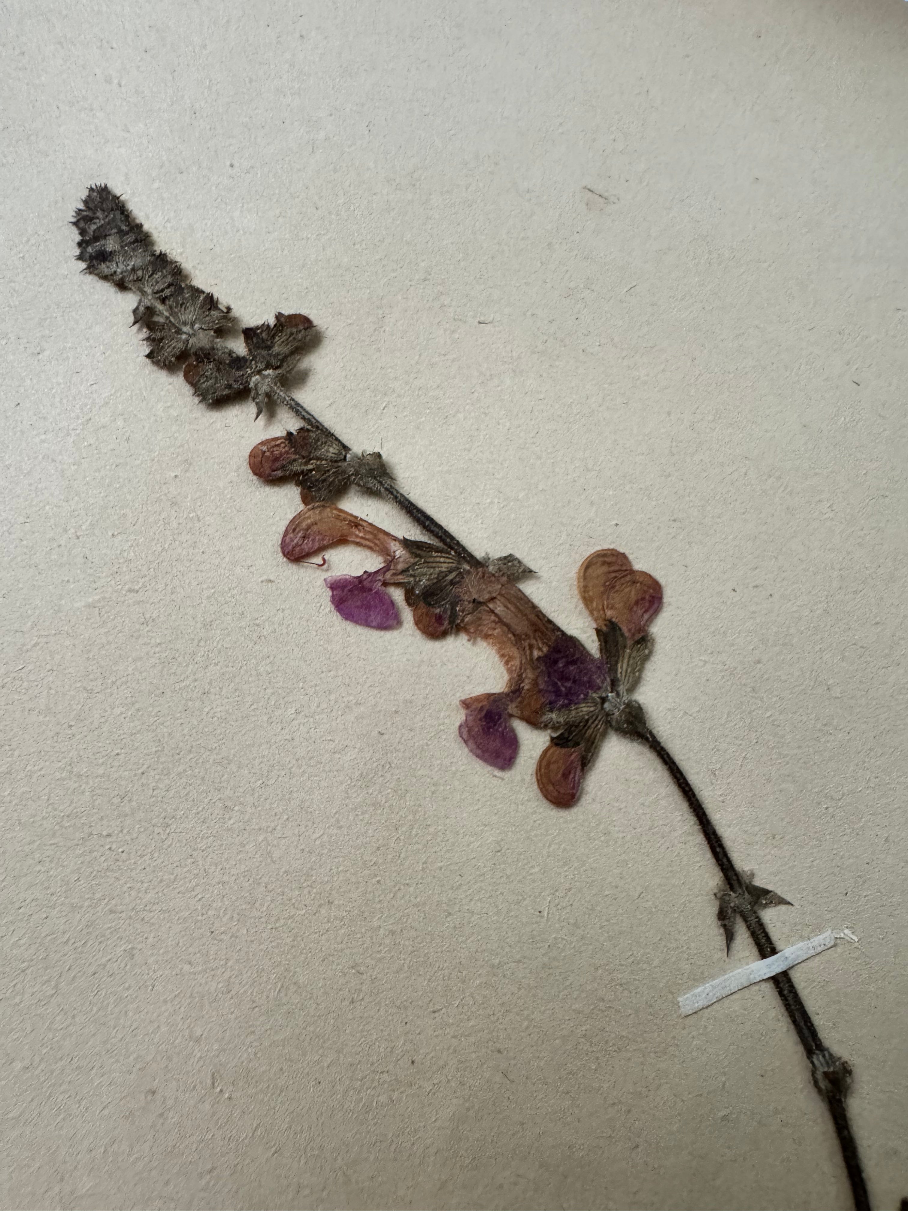 Labiée 8: sauge verticilliée - lilac sage