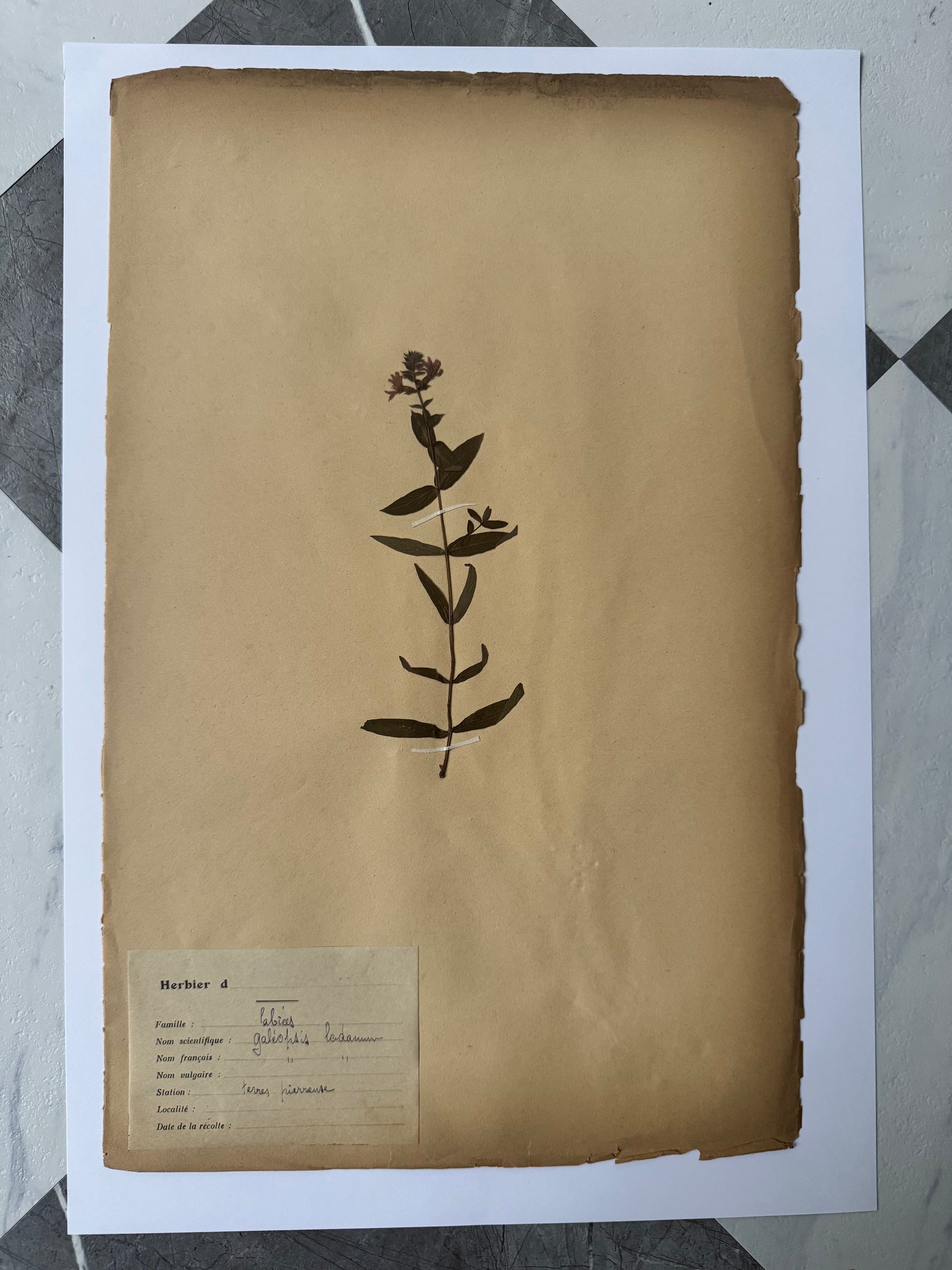 Labiée 9: Galeopsis ladanum — red hemp-nettle