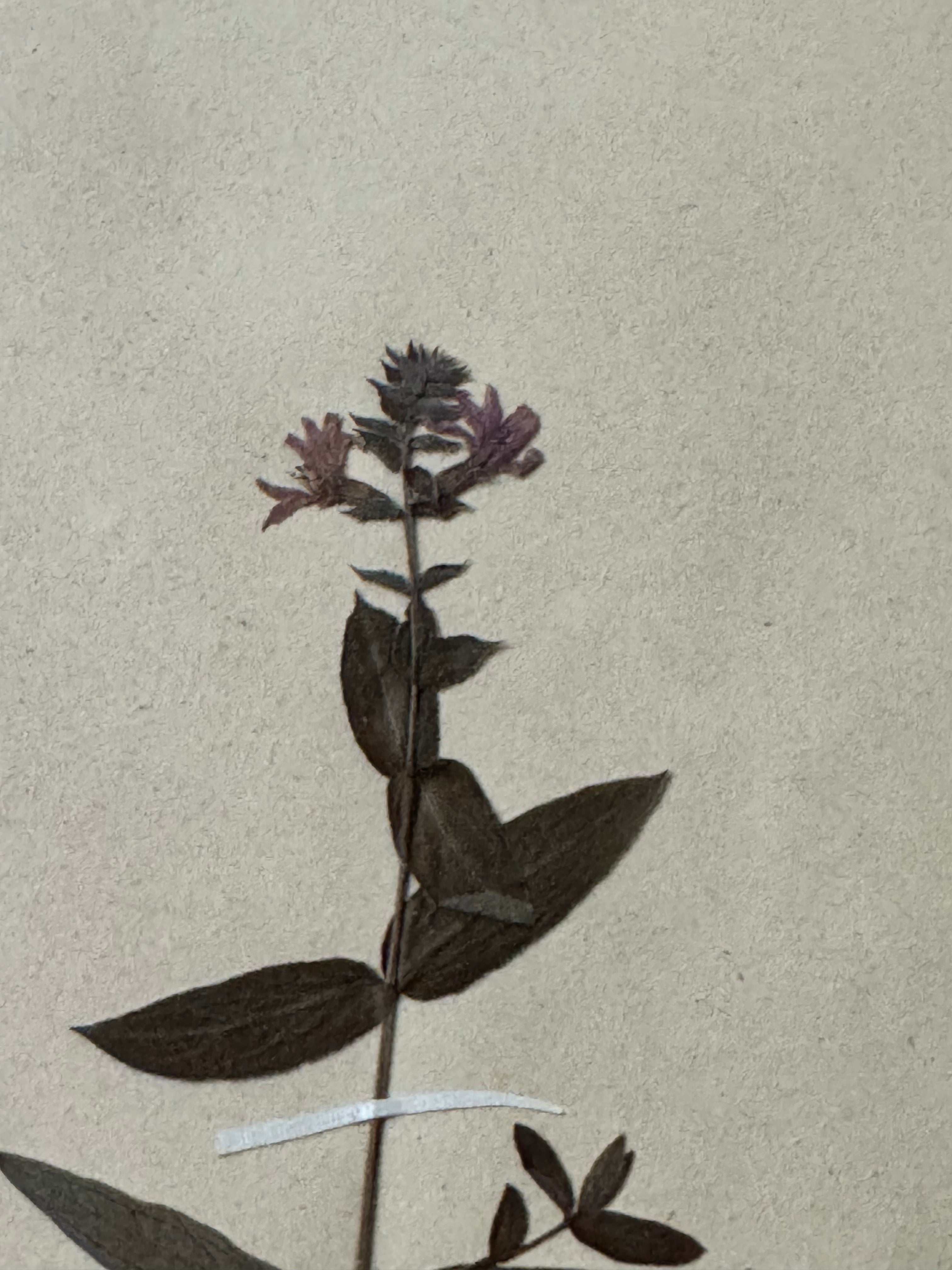 Labiée 9: Galeopsis ladanum — red hemp-nettle