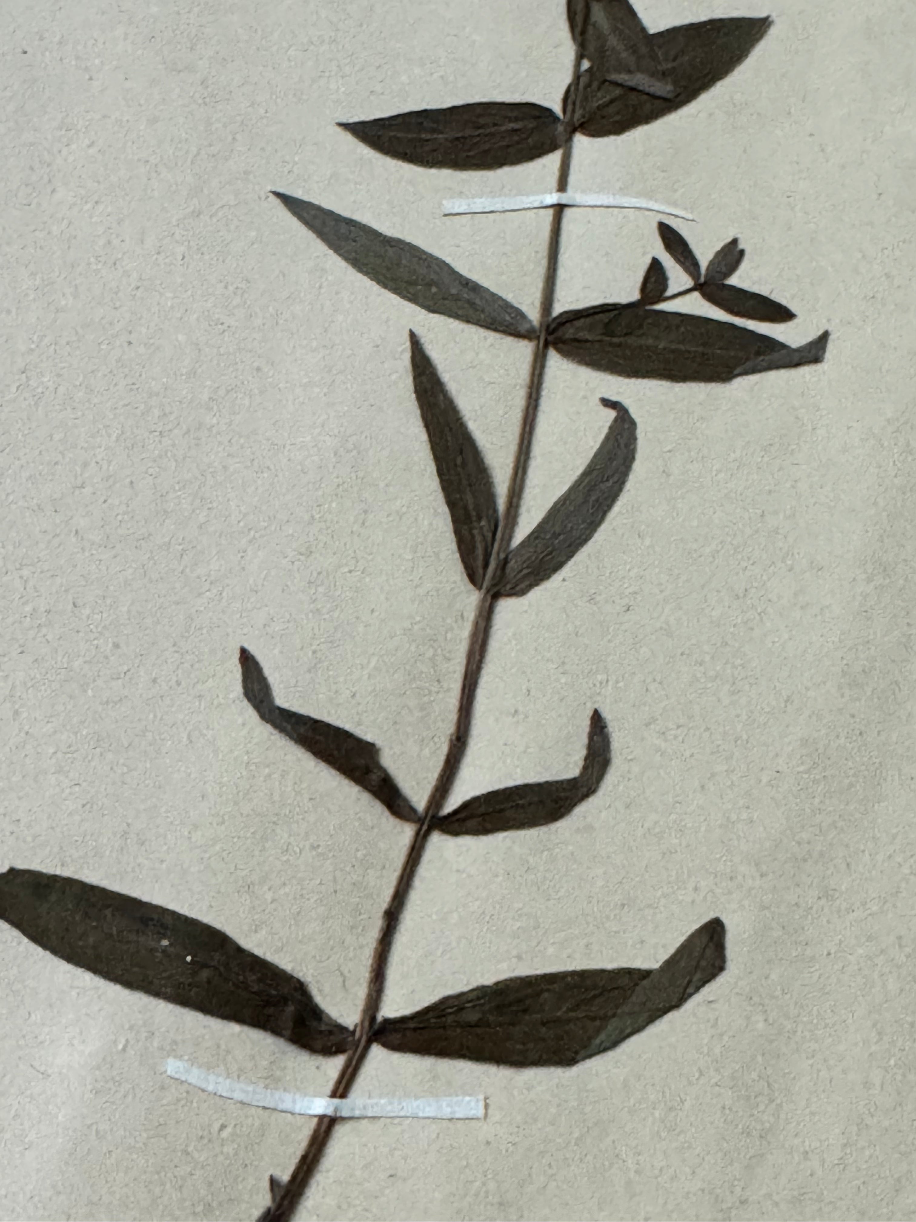 Labiée 9: Galeopsis ladanum — red hemp-nettle