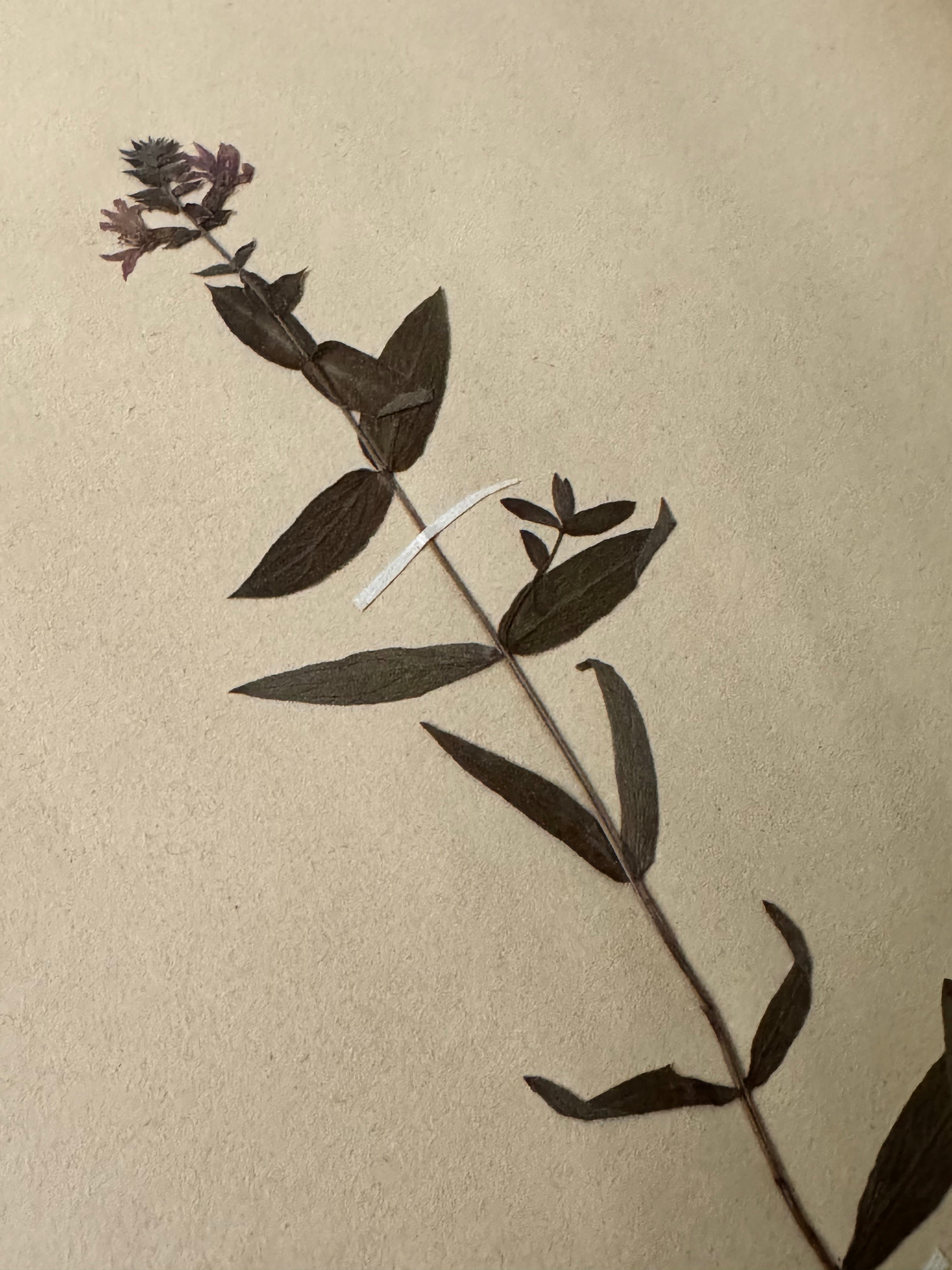 Labiée 9: Galeopsis ladanum — red hemp-nettle