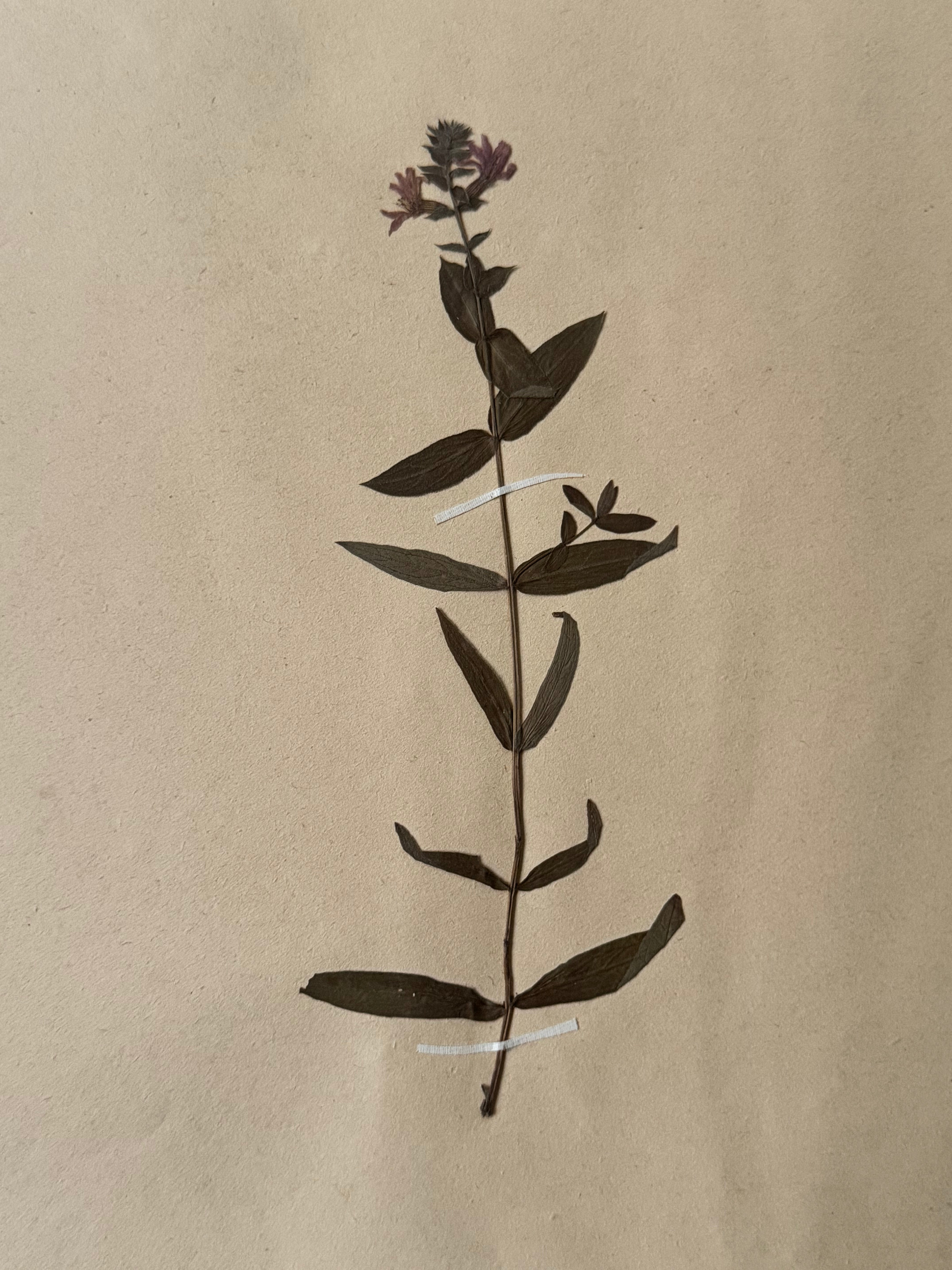 Labiée 9: Galeopsis ladanum — red hemp-nettle