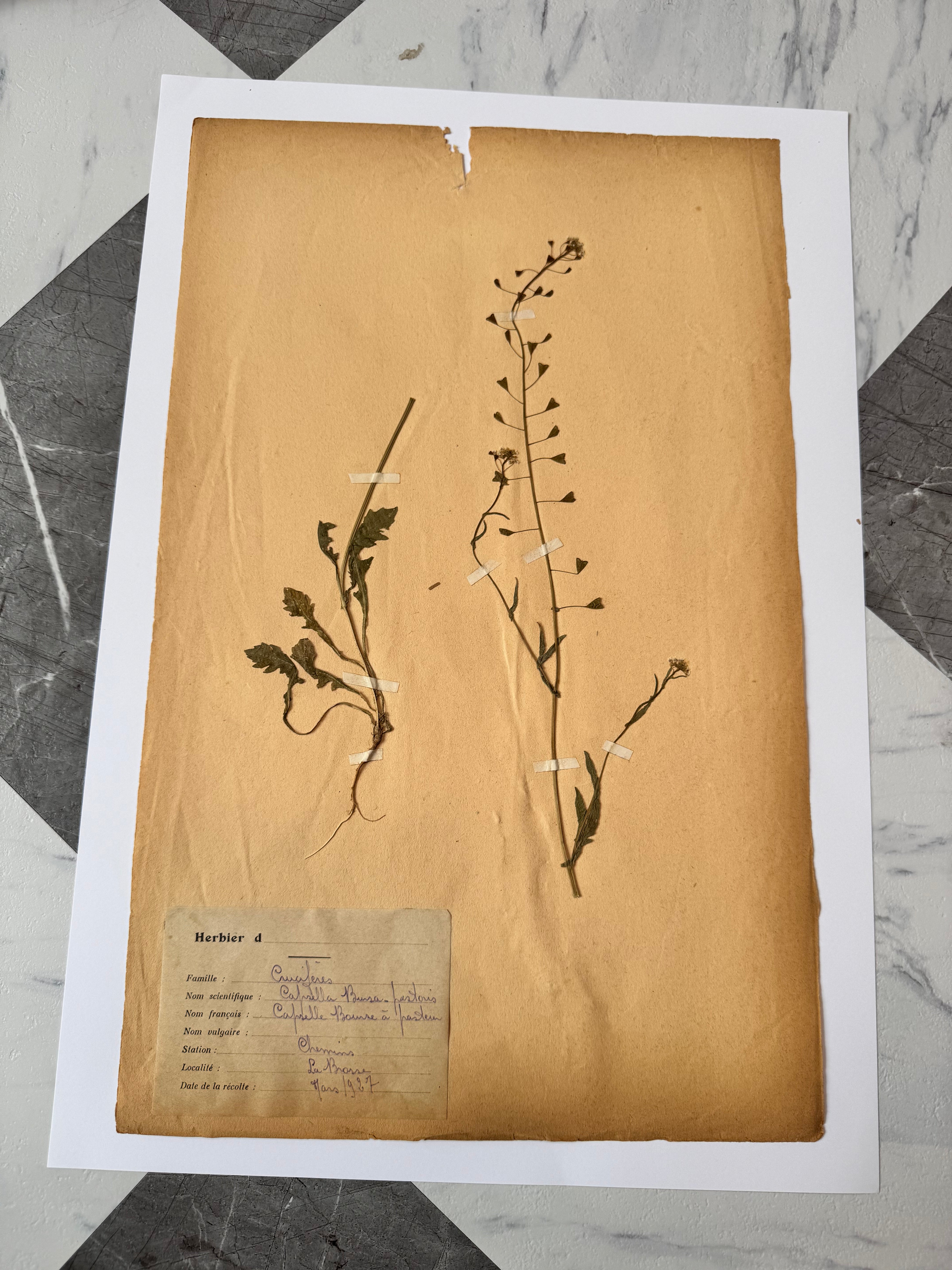 Herbarium Cr 4