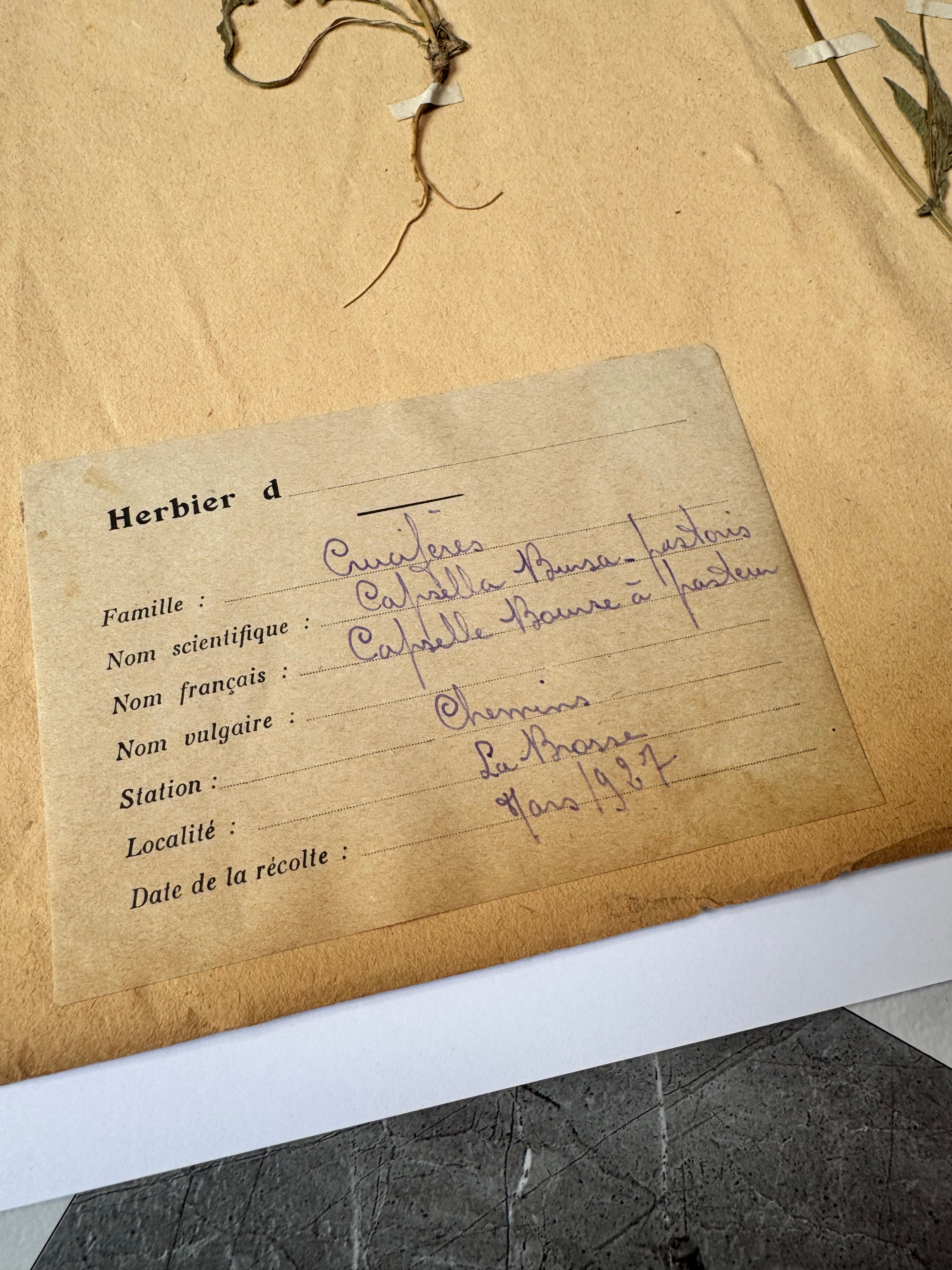 Herbarium Cr 4