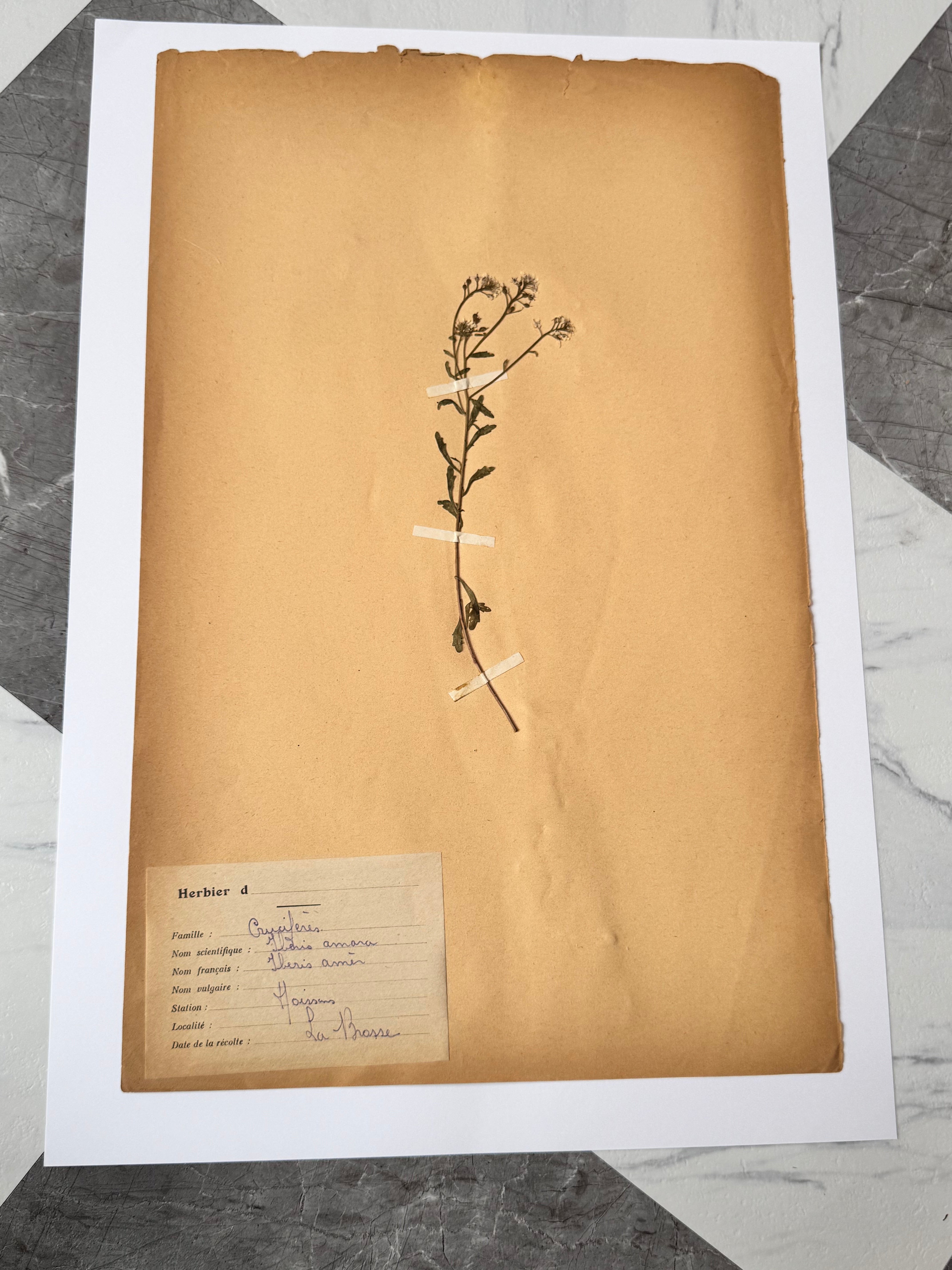 Herbarium Cr 7