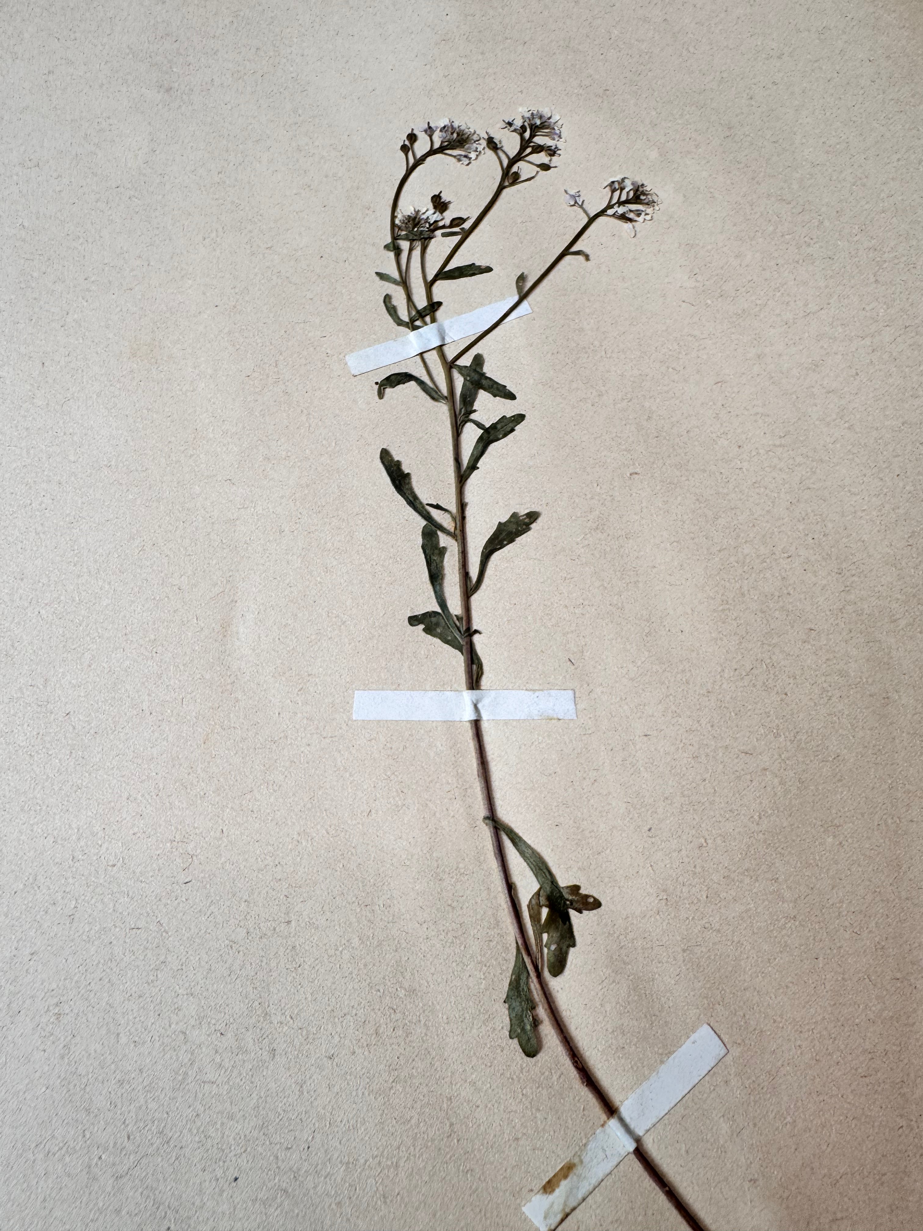 Herbarium Cr 7
