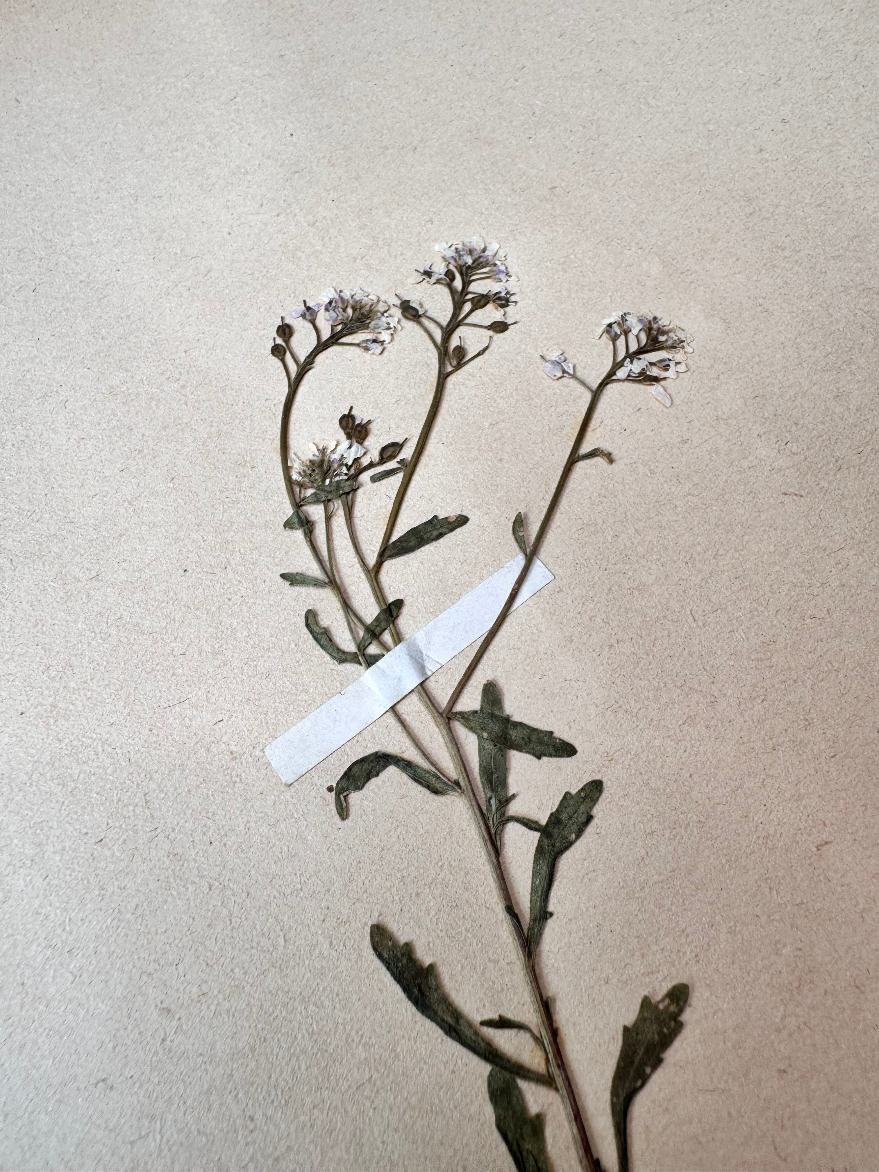 Herbarium Cr 7