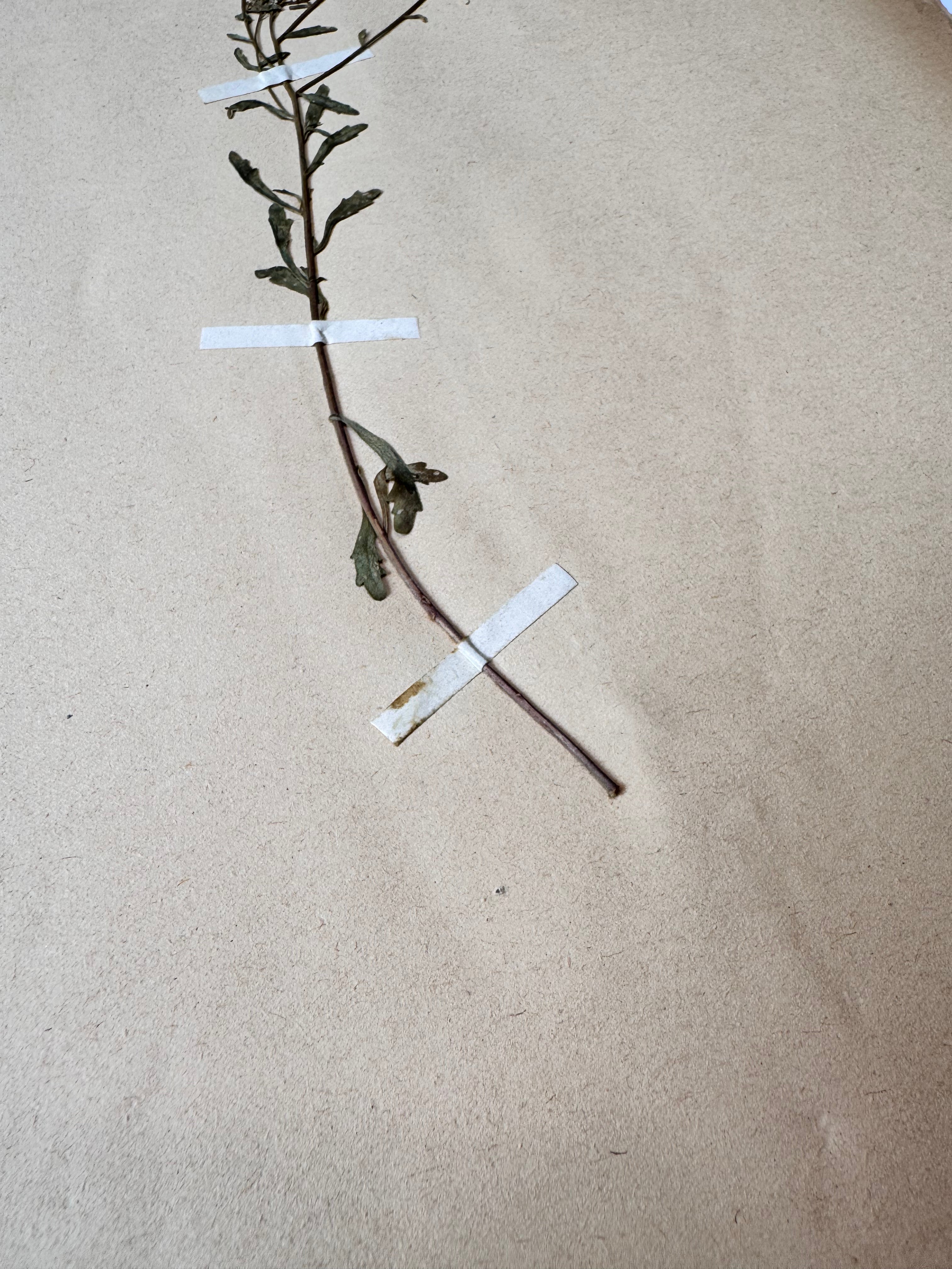 Herbarium Cr 7