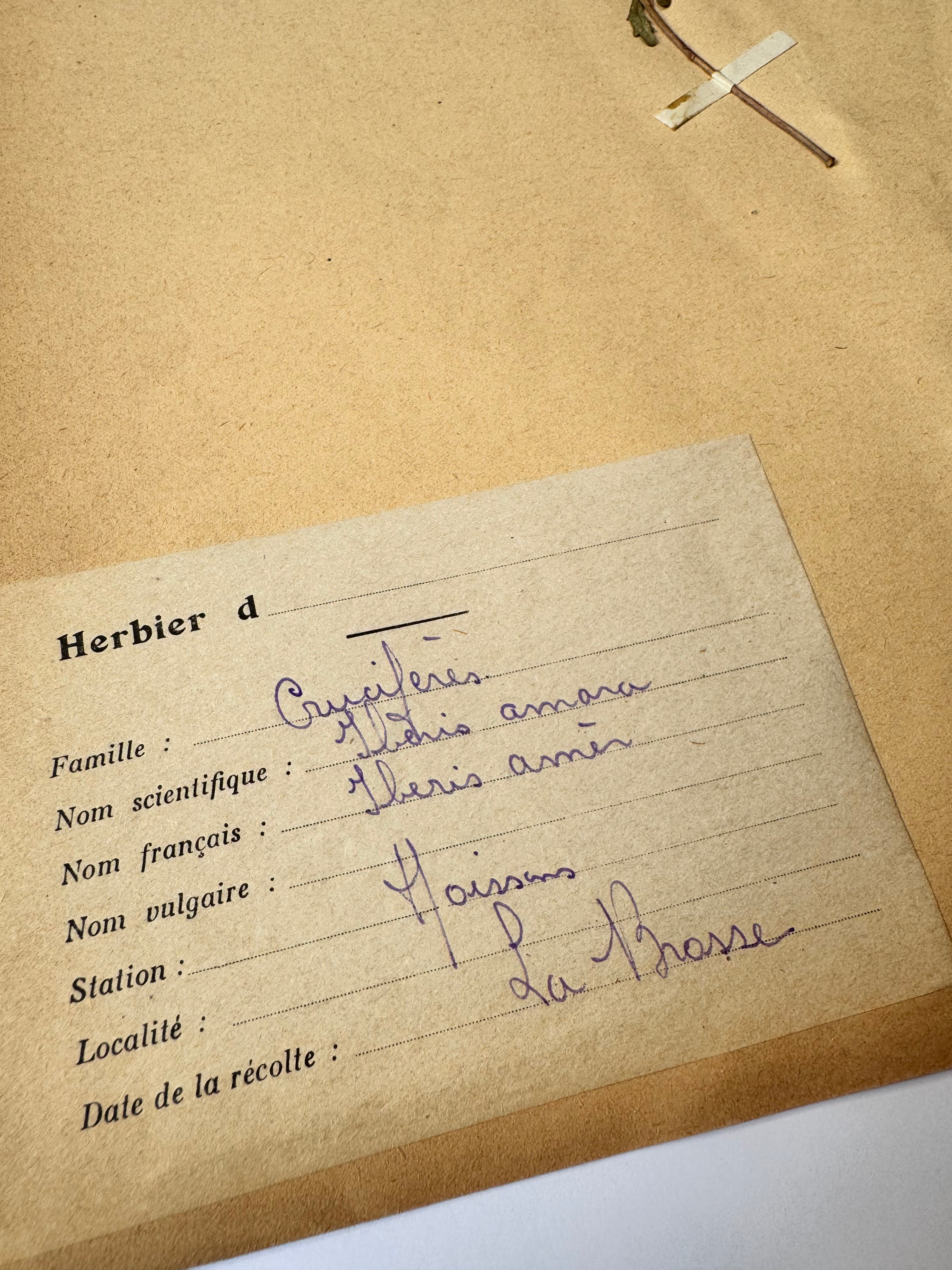 Herbarium Cr 7