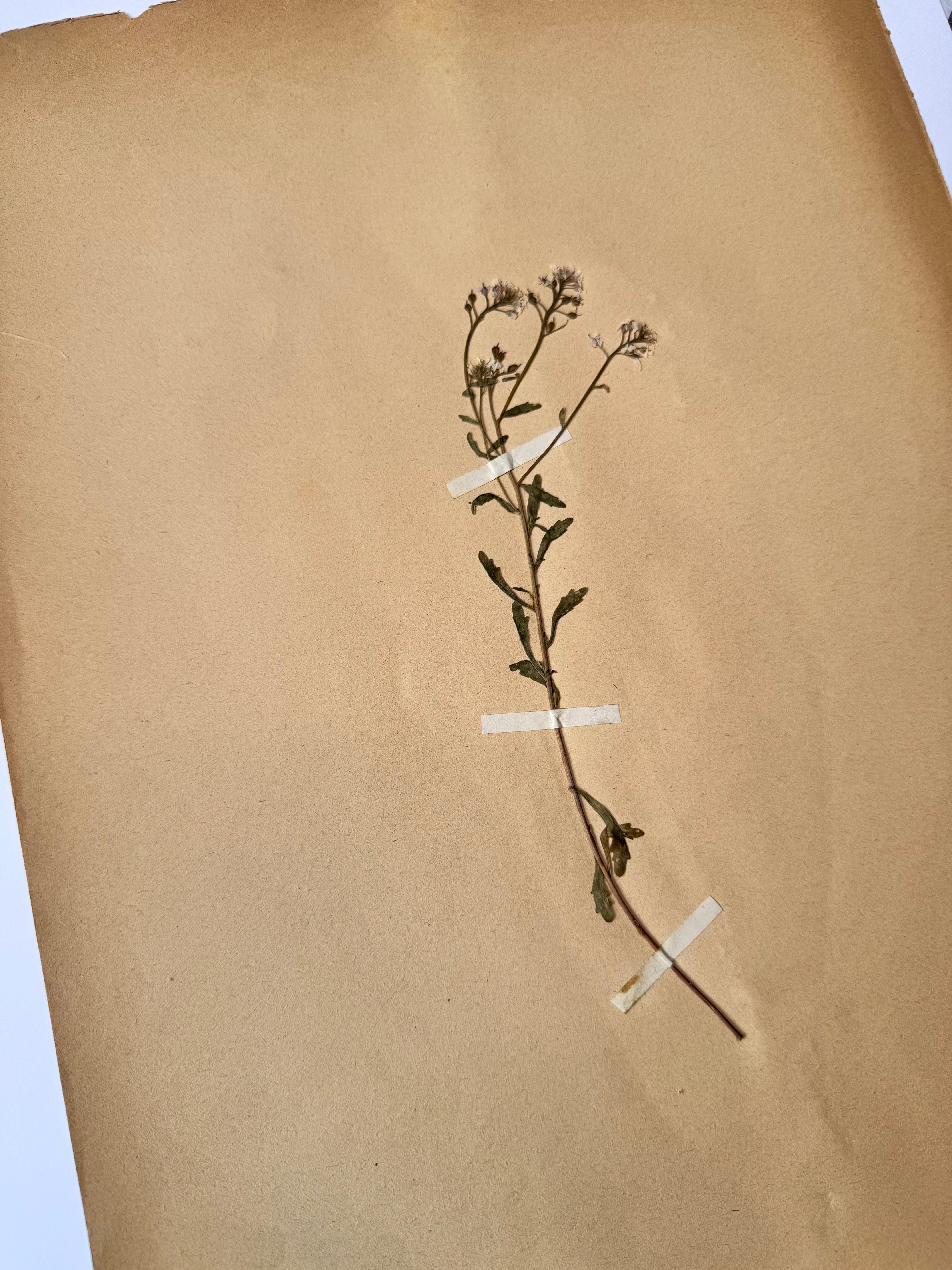 Herbarium Cr 7